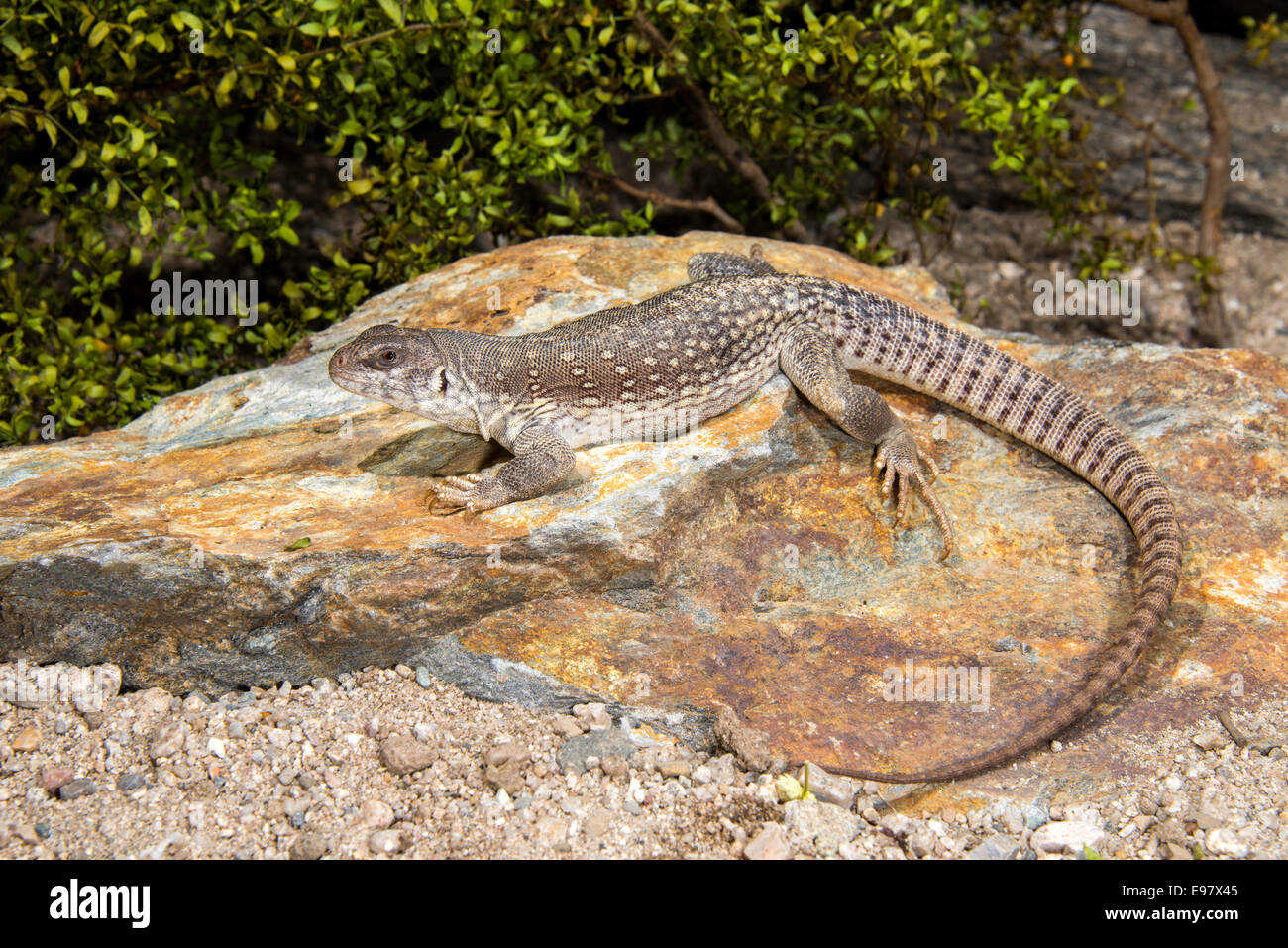 Desert Iguana Dipsosaurus dorsalis Tucson, Pima County, Arizona, United ...
