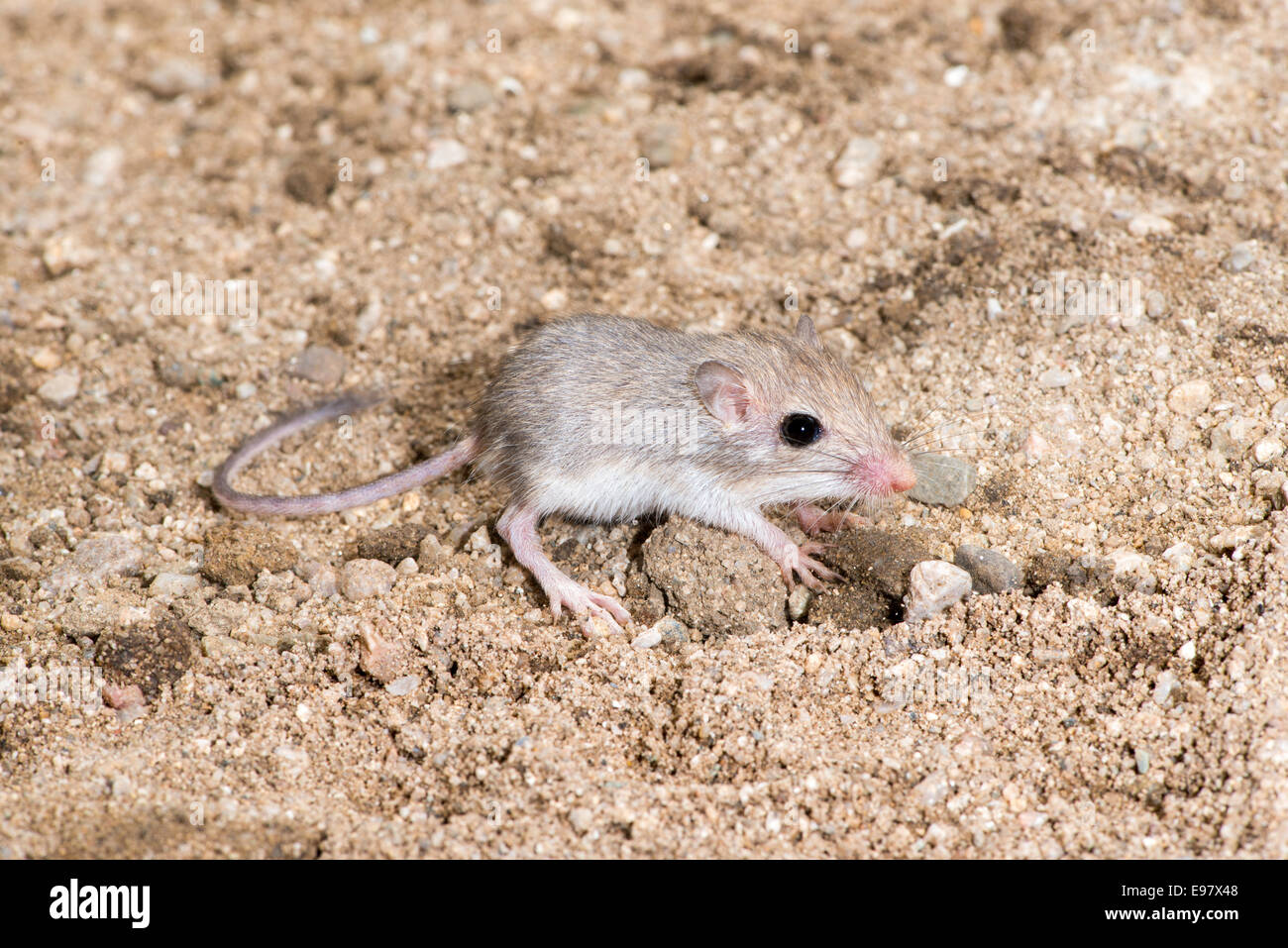 Little desert pocket mouse - Wikipedia