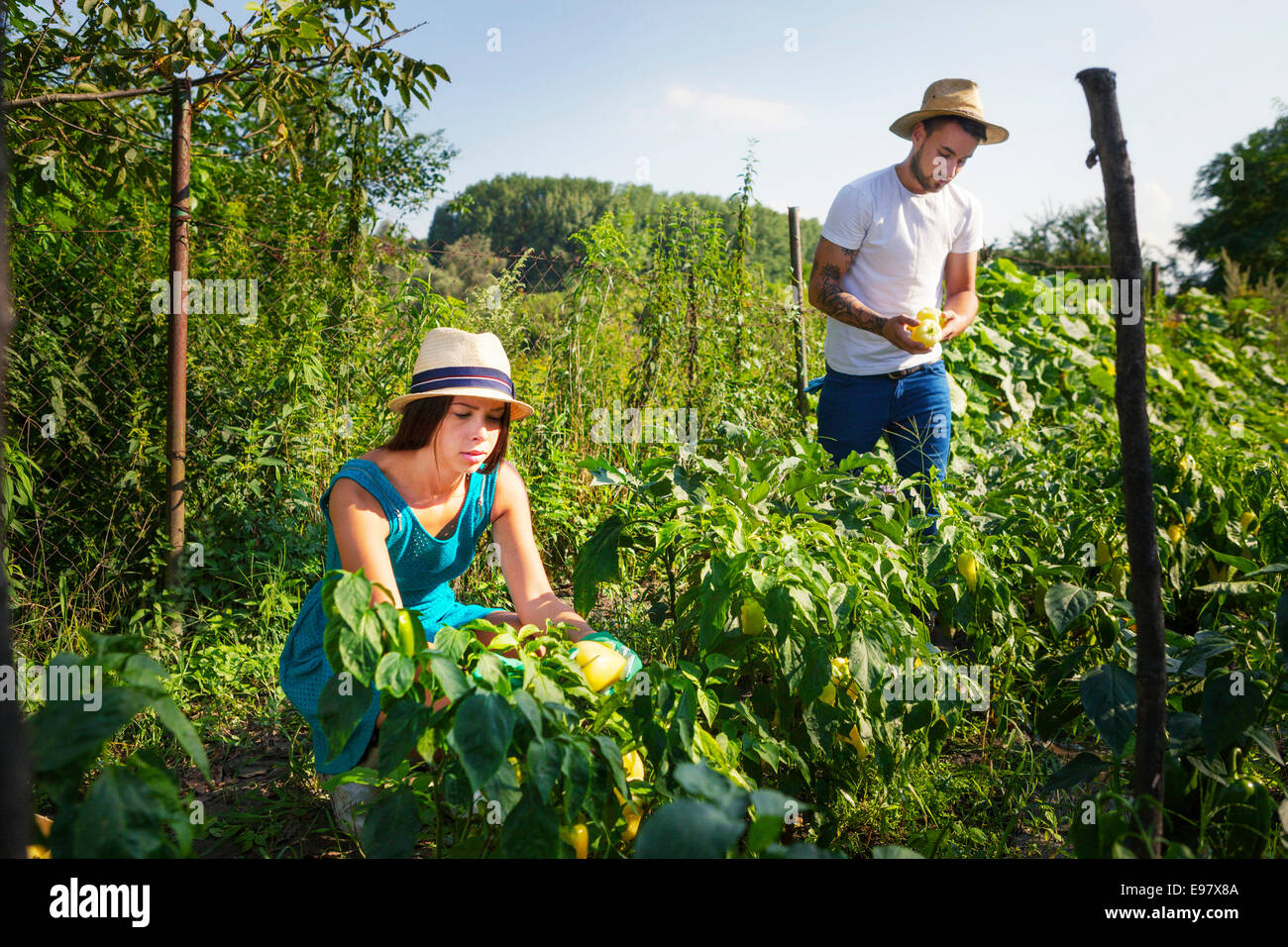Bell pepper harvesting hi-res stock photography and images - Alamy