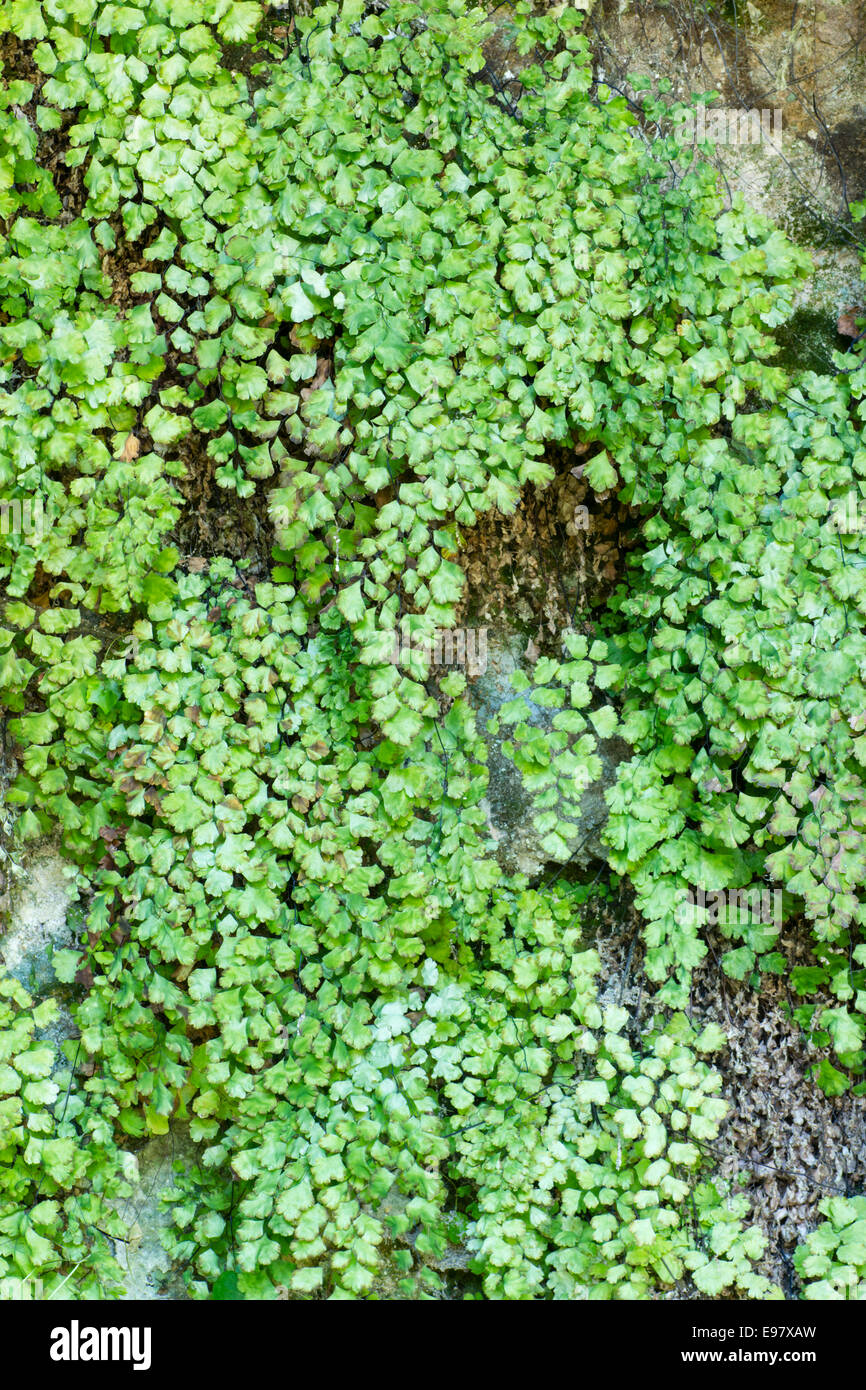 Fronds of the half-hardy southern maidenhair fern, Adiantum capillis-veneris, on the wall of an old lime kiln. Stock Photo