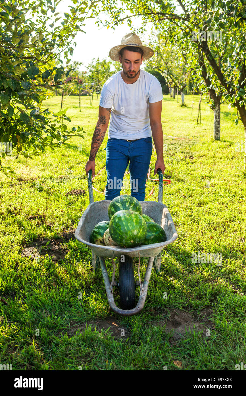 Young man pushing wheelbarrow with watermelons Stock Photo