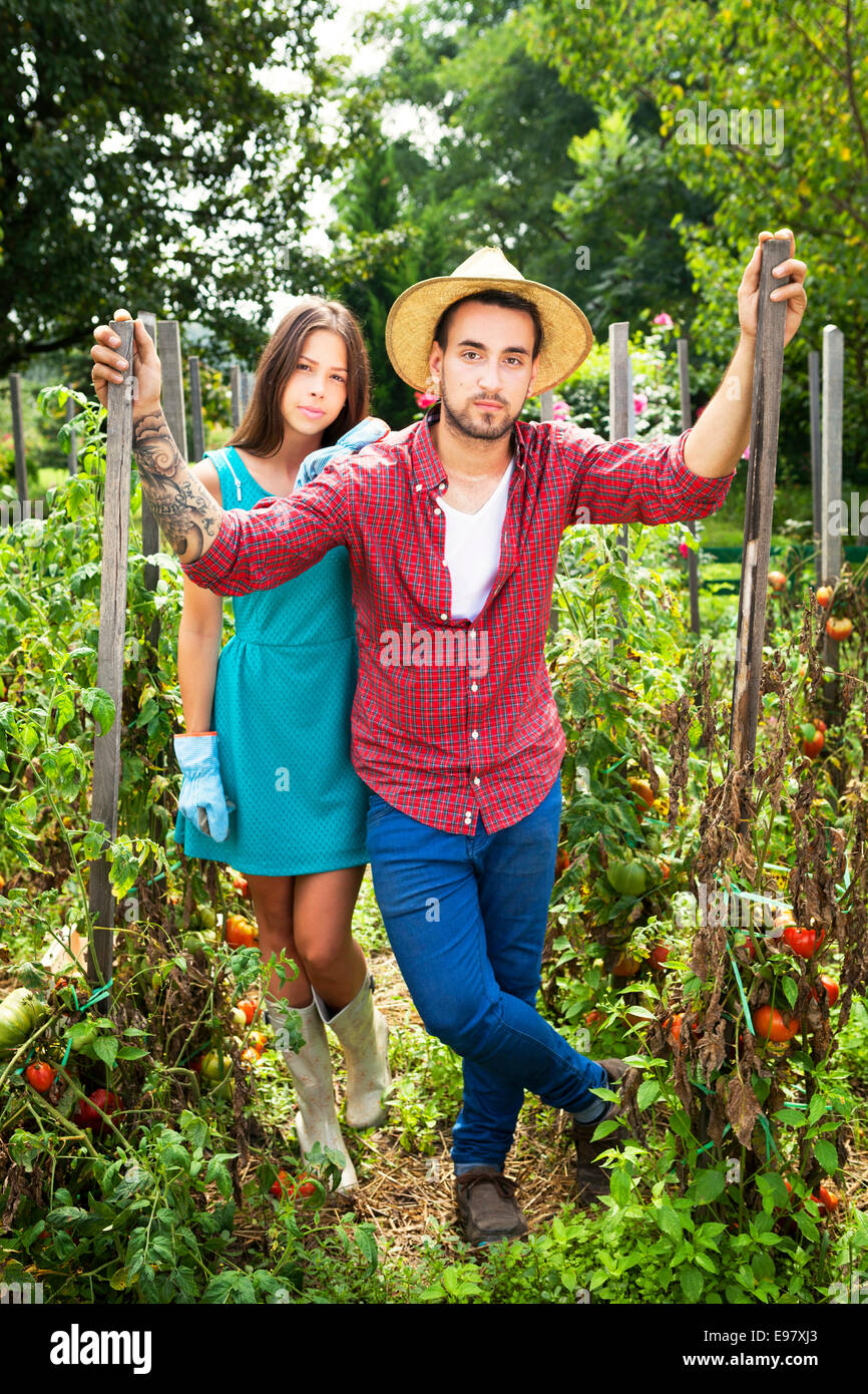 Young couple harvesting tomatoes in vegetable garden Stock Photo - Alamy