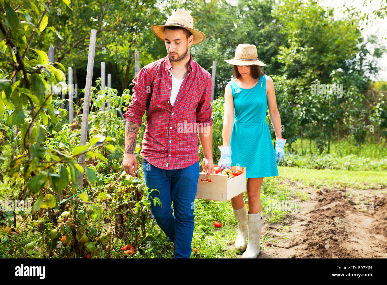 Young couple harvesting tomatoes in vegetable garden Stock Photo - Alamy