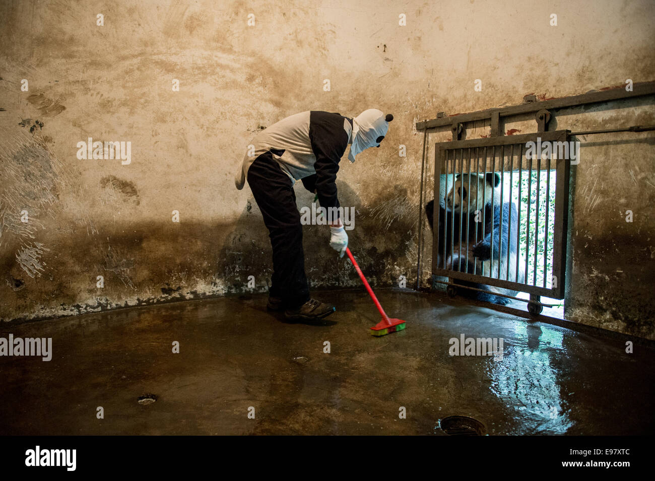 A caretaker cleans the enclosure of a Giant panda that is being trained for release into the wild at the Wolong Nature Reserve m Stock Photo