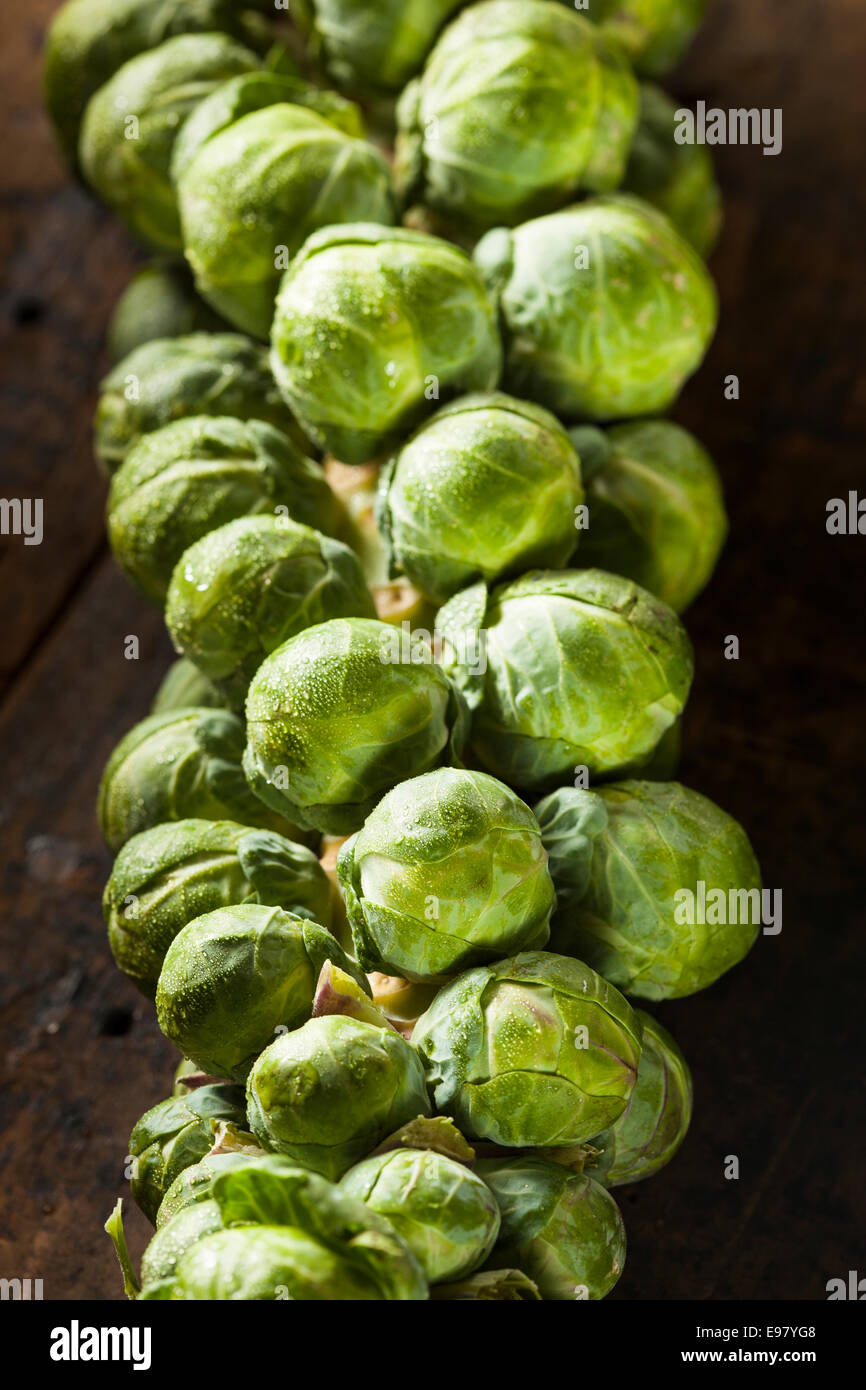 Raw Green Organic Brussel Sprouts on the Stalk Stock Photo Alamy