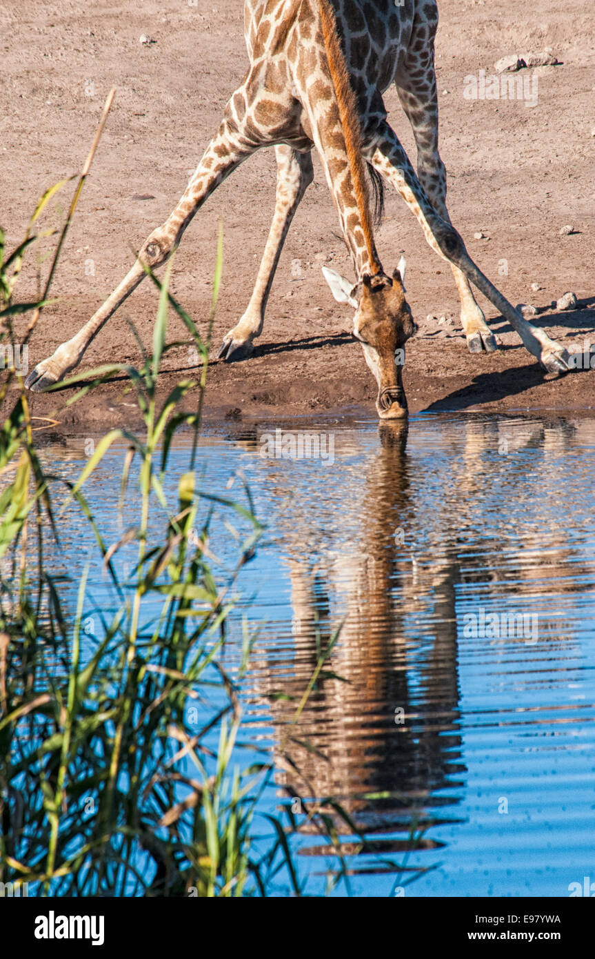 Giraffe, Giraffa camelopardalis, with its legs spread, drinking at a waterhole in Etosha National Park, Namibia, Africa Stock Photo