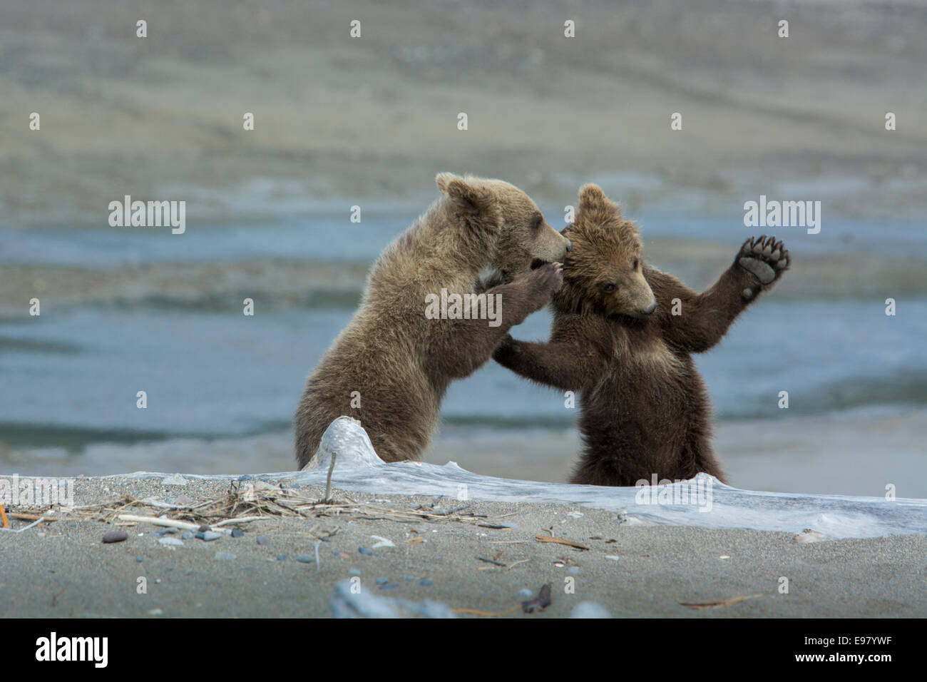 Two Grizzly Bear Spring Cubs, Ursus arctos, playing, with the appearance of whispering a secret, Cook Inlet, Alaska, USA Stock Photo