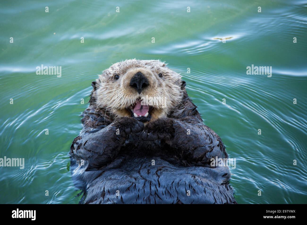 Cute Sea Otter, Enhydra lutris, lying back in the water and appearing to smile or laugh, Seldovia Harbor, Alaska, USA Stock Photo