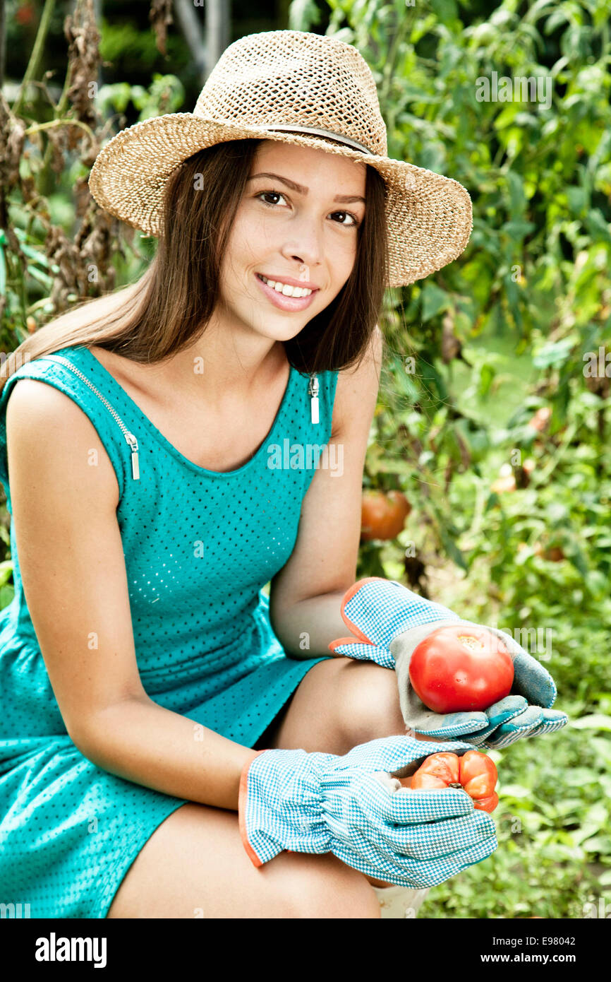 Young woman harvesting tomatoes in vegetable garden Stock Photo - Alamy