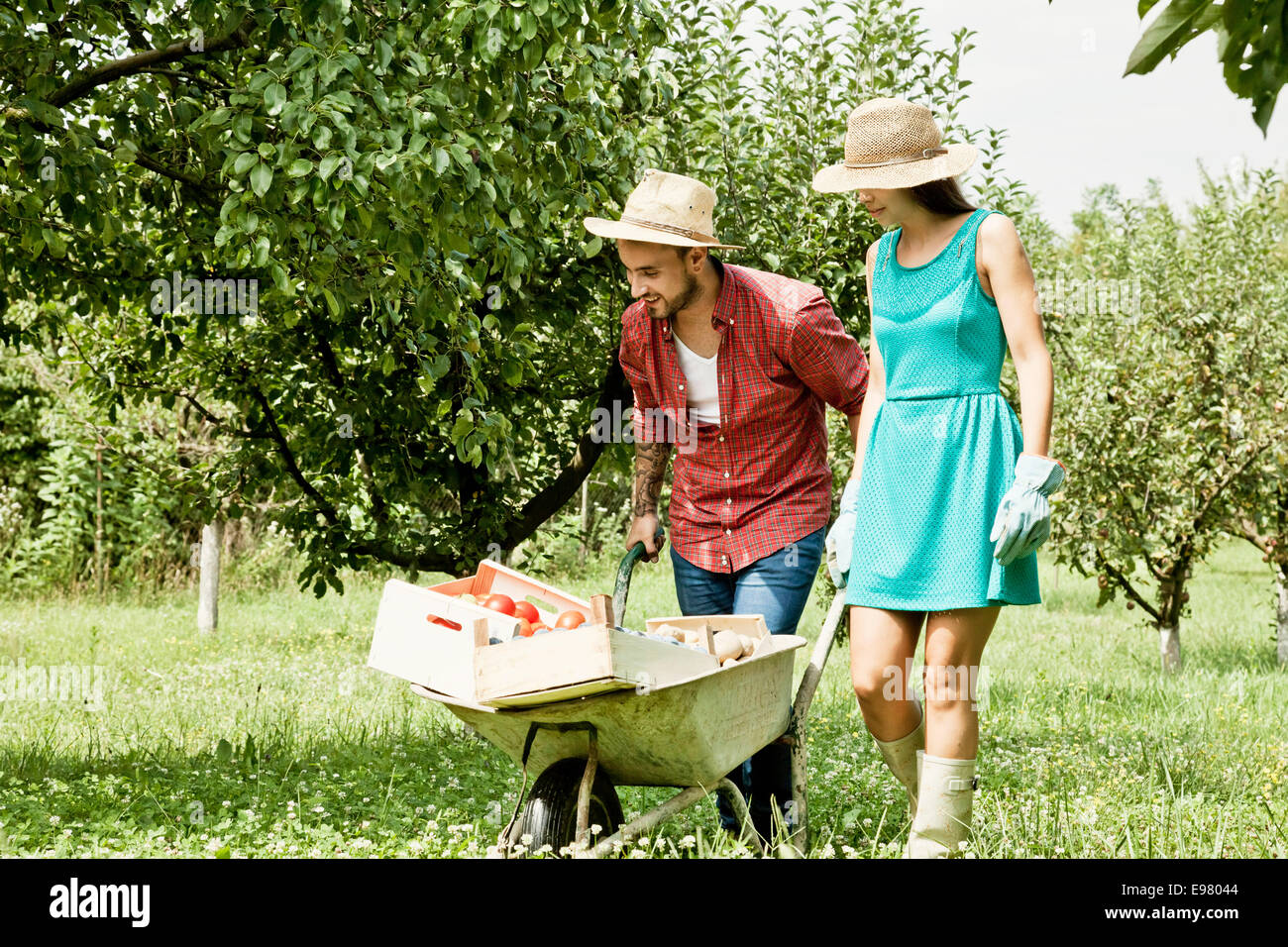 Wheelbarrow Vegetable Garden Gardening High Resolution Stock