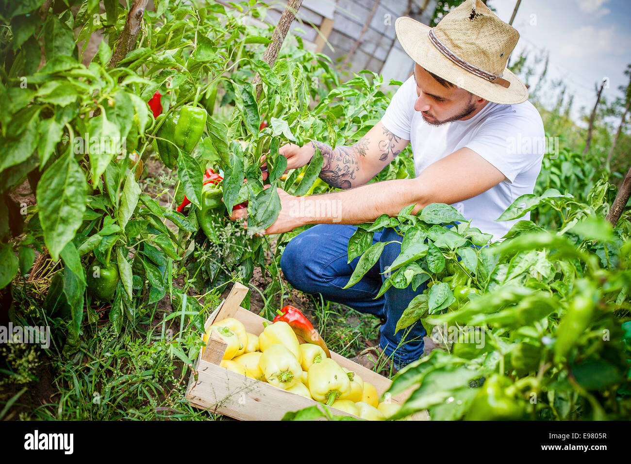 Quality pepper hi-res stock photography and images - Alamy