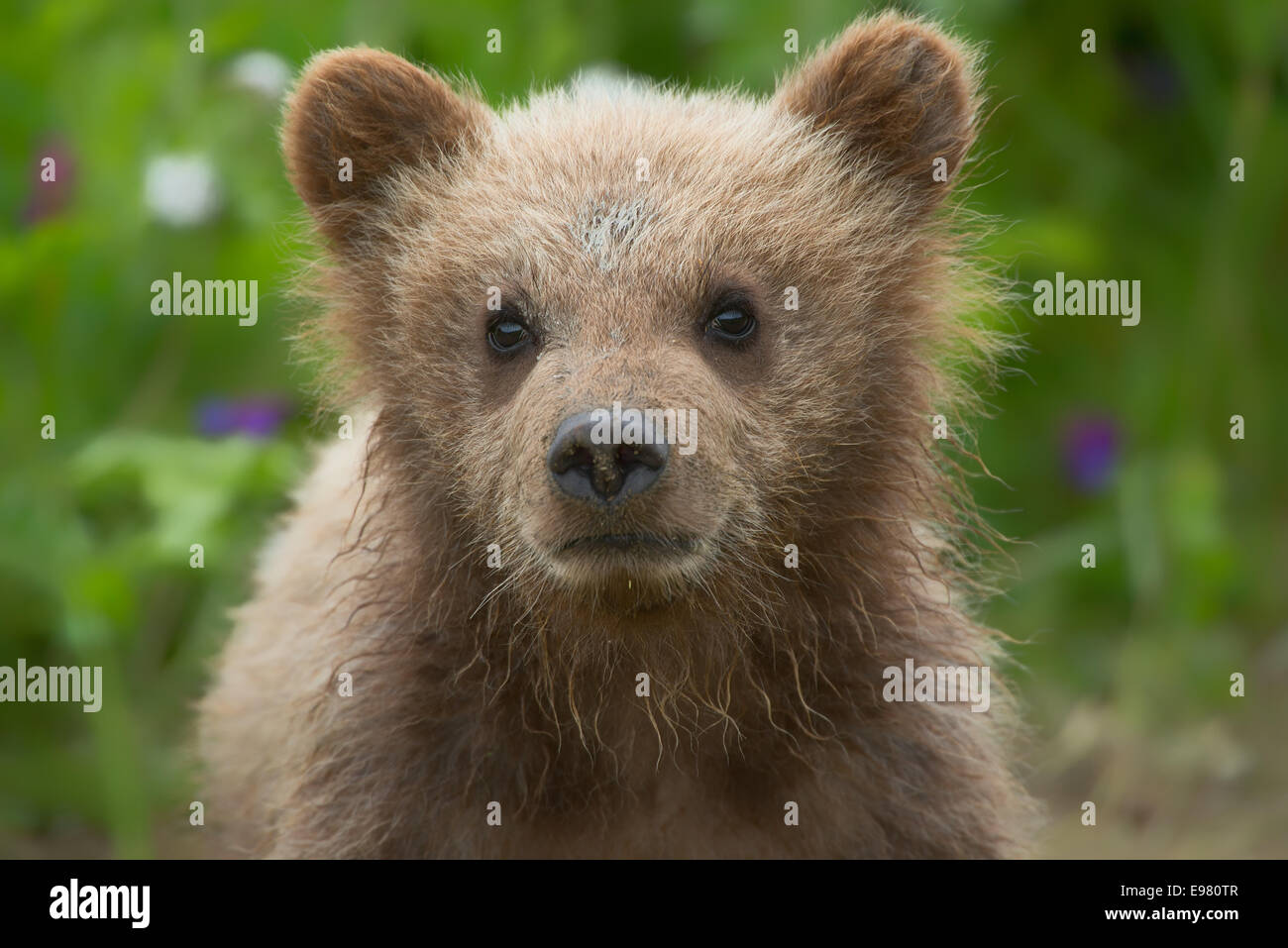 A close up of an Alaska Brown bear cub. Stock Photo