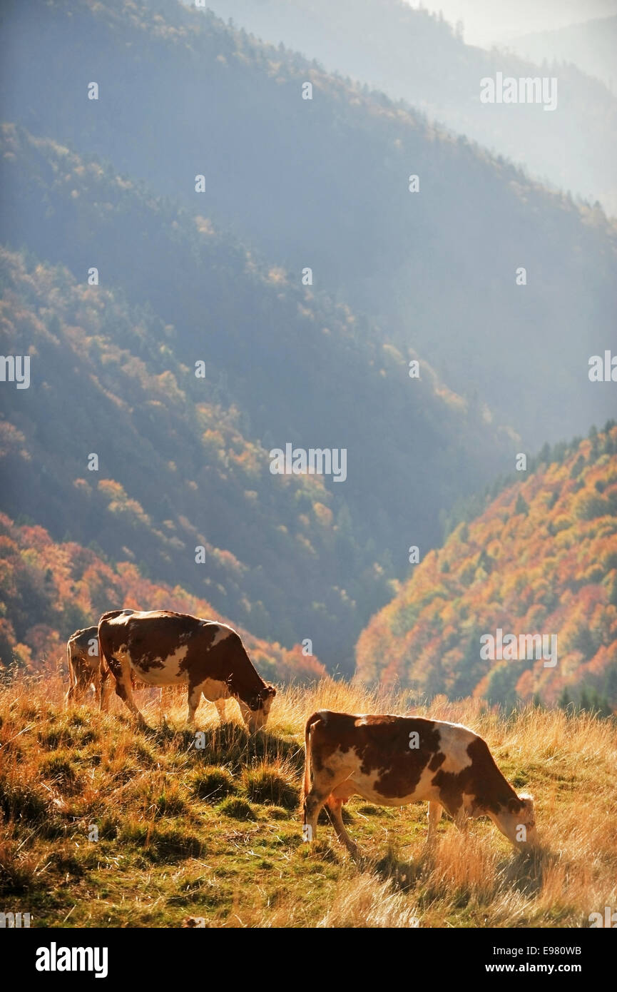 Autumn scene with a dairy cows grazing up the mountain Stock Photo