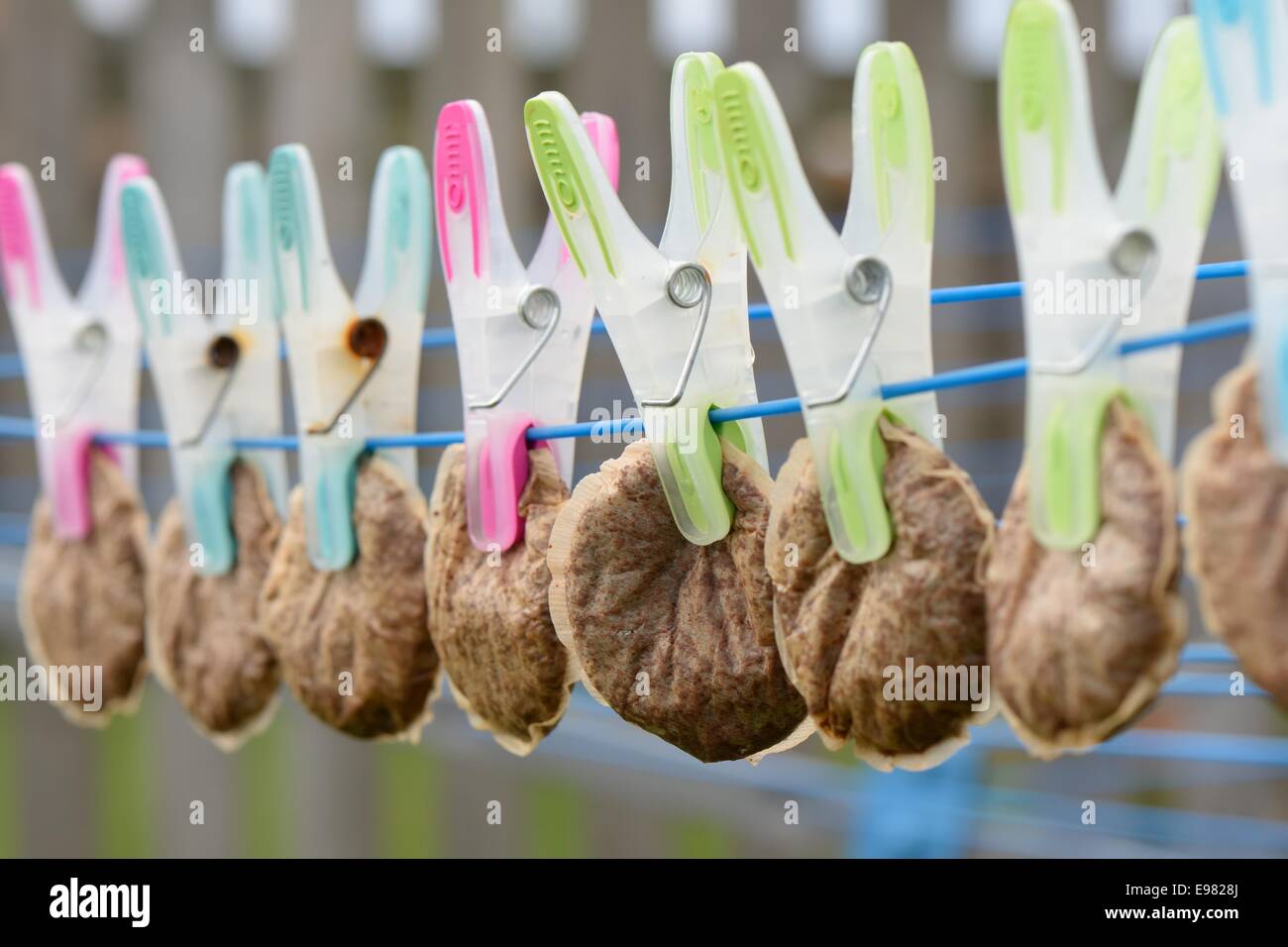 Concept image. A row of used tea bags hanging to dry on a washing line