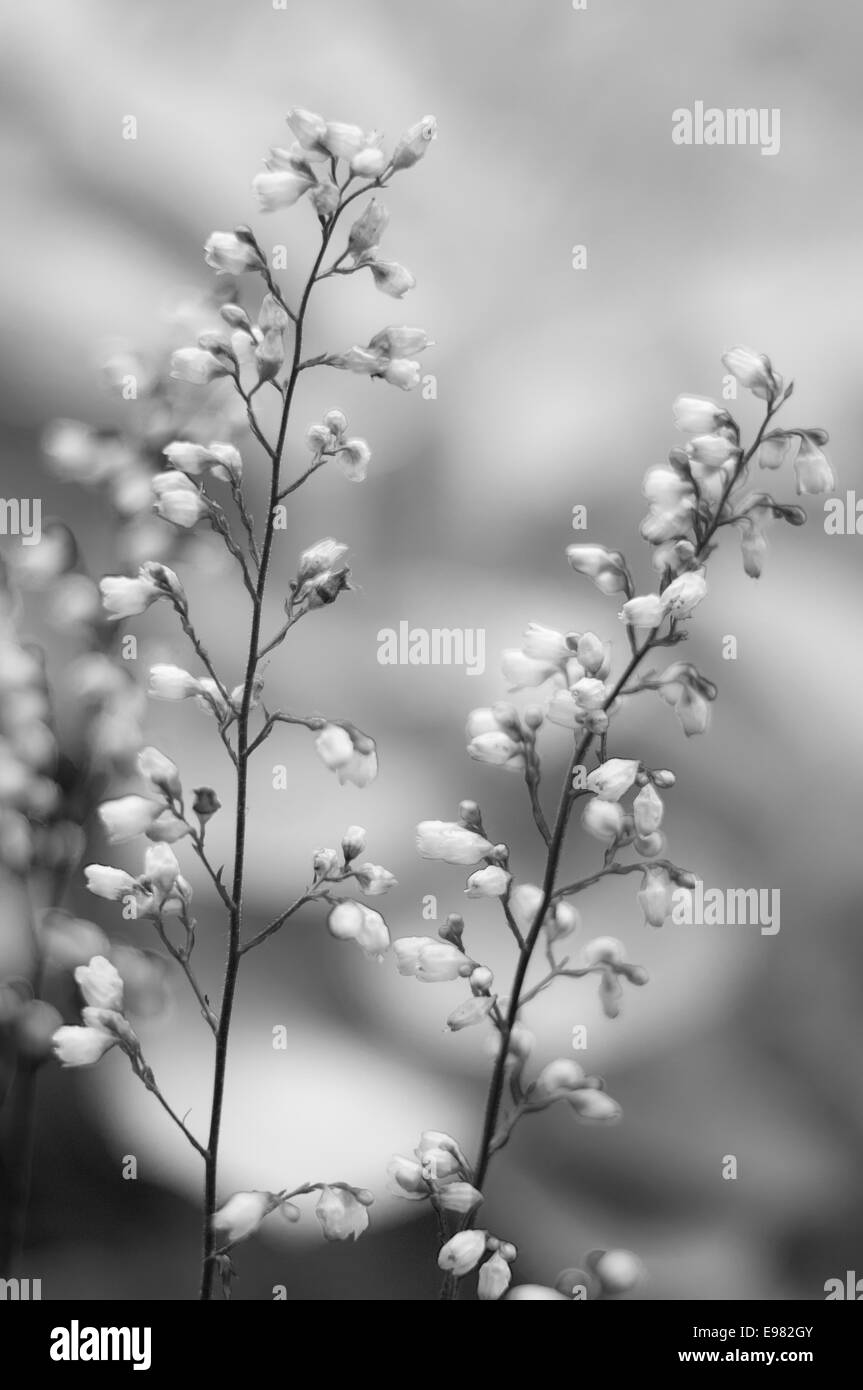 Two stems white flower buds in vertical B/W motif. flower buds are very delicate dthe shallow depth field creates very soft Stock Photo