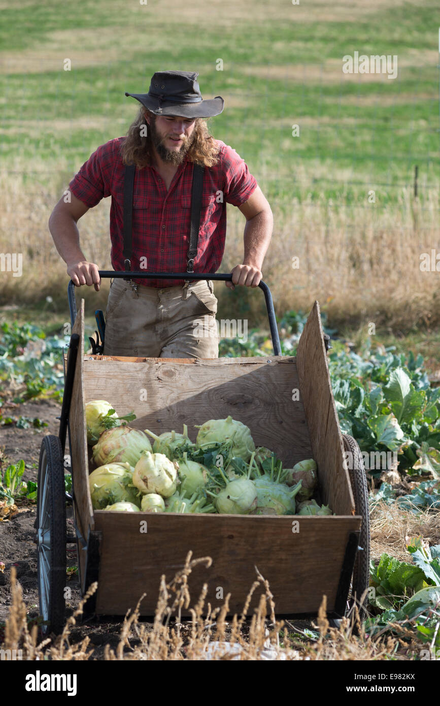 Pushing a garden cart with freshly harvest kohlrabi on a farm in Oregon's Wallowa Valley. Stock Photo