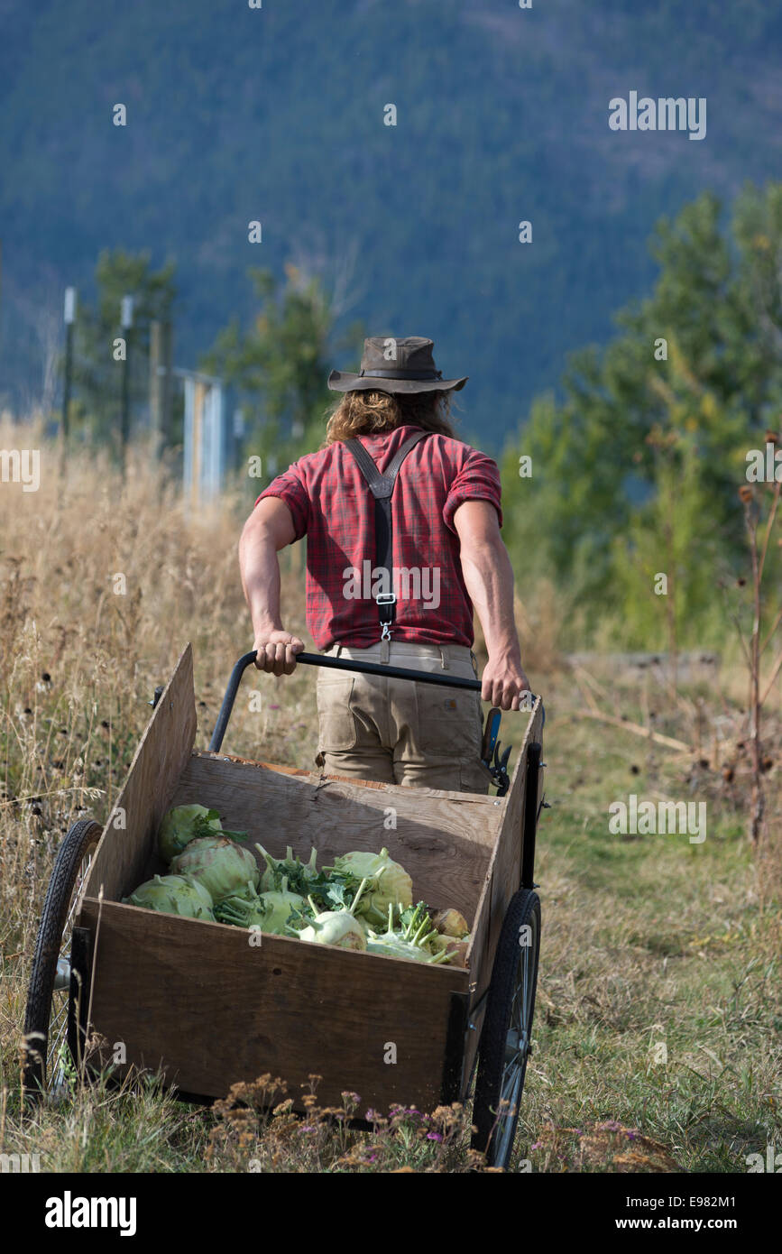 Pulling a garden cart with freshly harvest kohlrabi on a farm in Oregon's Wallowa Valley. Stock Photo