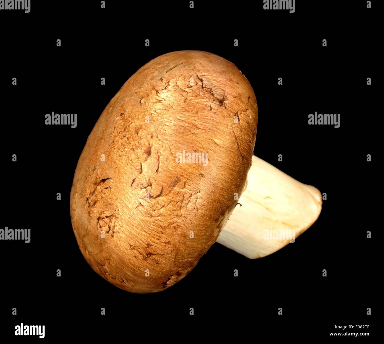 Baby Bella mushroom on a black background Stock Photo Alamy