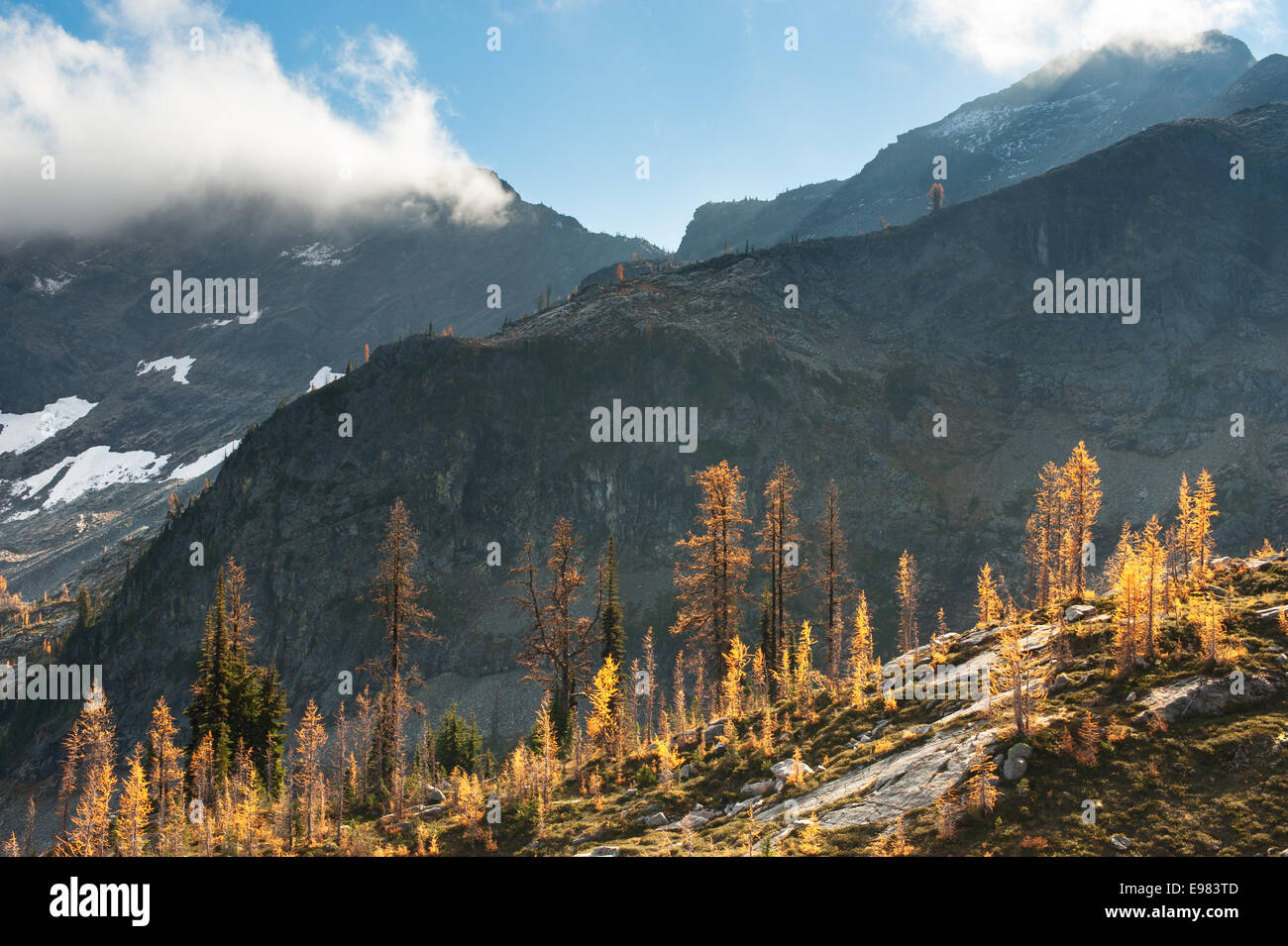 Larches in the North Cascades of Washington State. Stock Photo