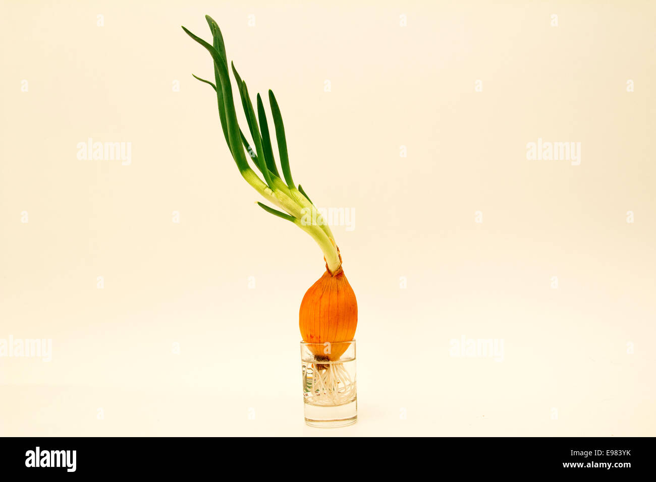 Green onions on a white background. Isolated Stock Photo - Alamy