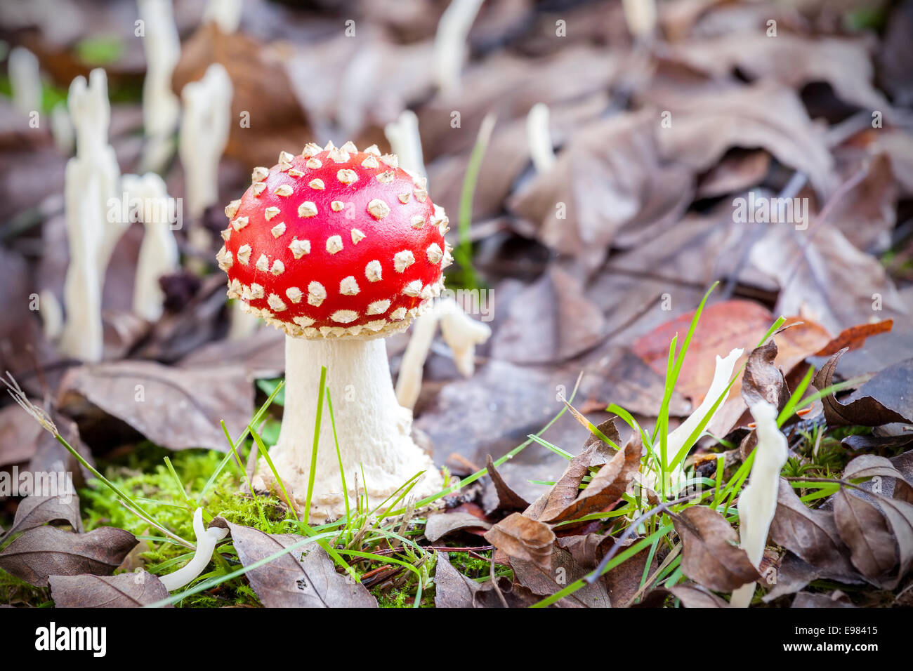 Autumnal small toadstool in natural environment. Stock Photo
