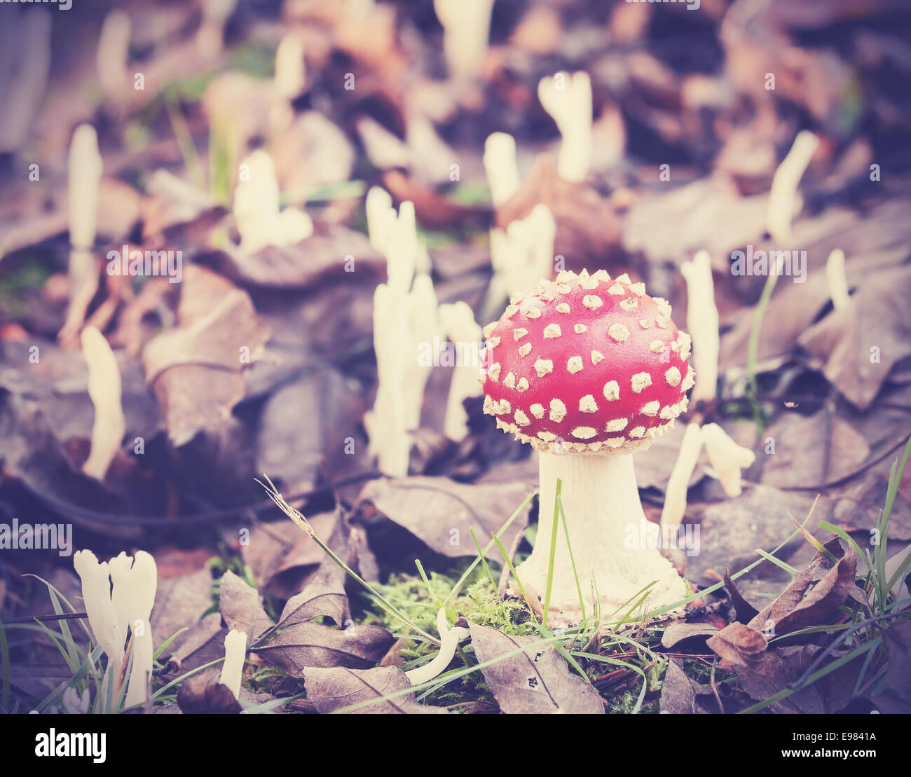 Vintage filtered picture of toadstool in forest. Stock Photo