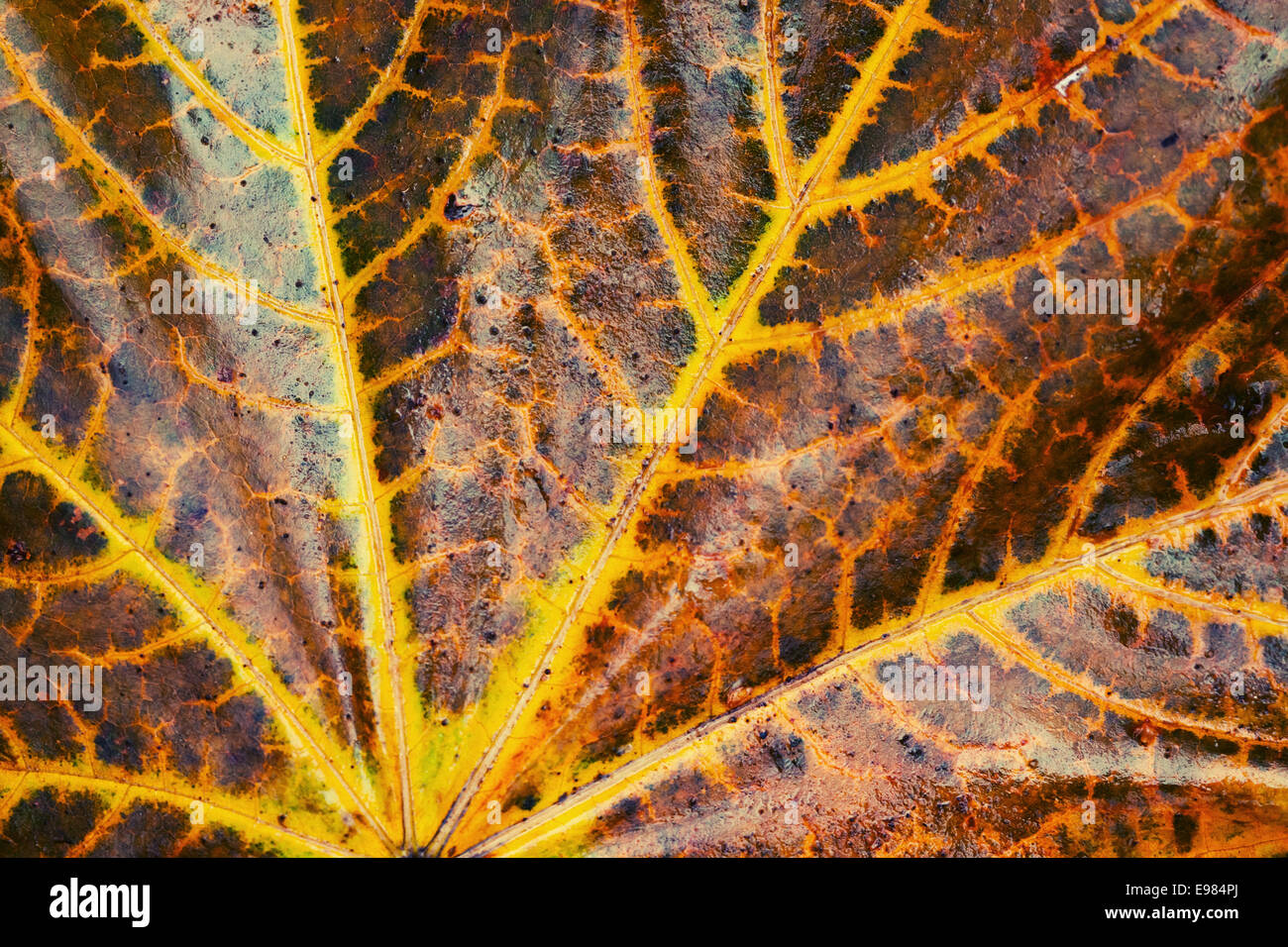 Vein texture hi-res stock photography and images - Alamy