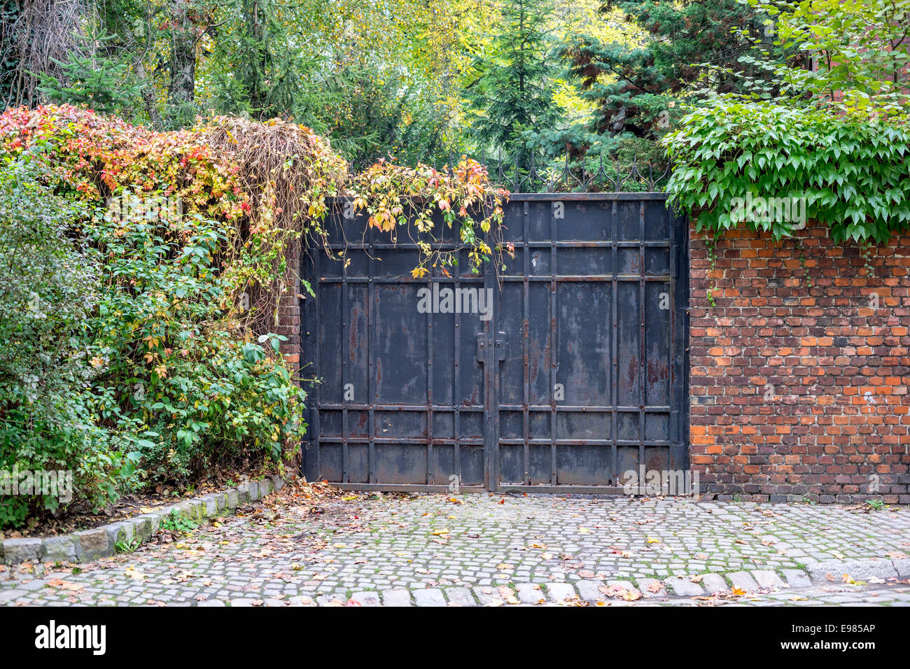 Old iron gate hidden in colourful autumn leaves Wroclaw Kanonia Street Stock Photo