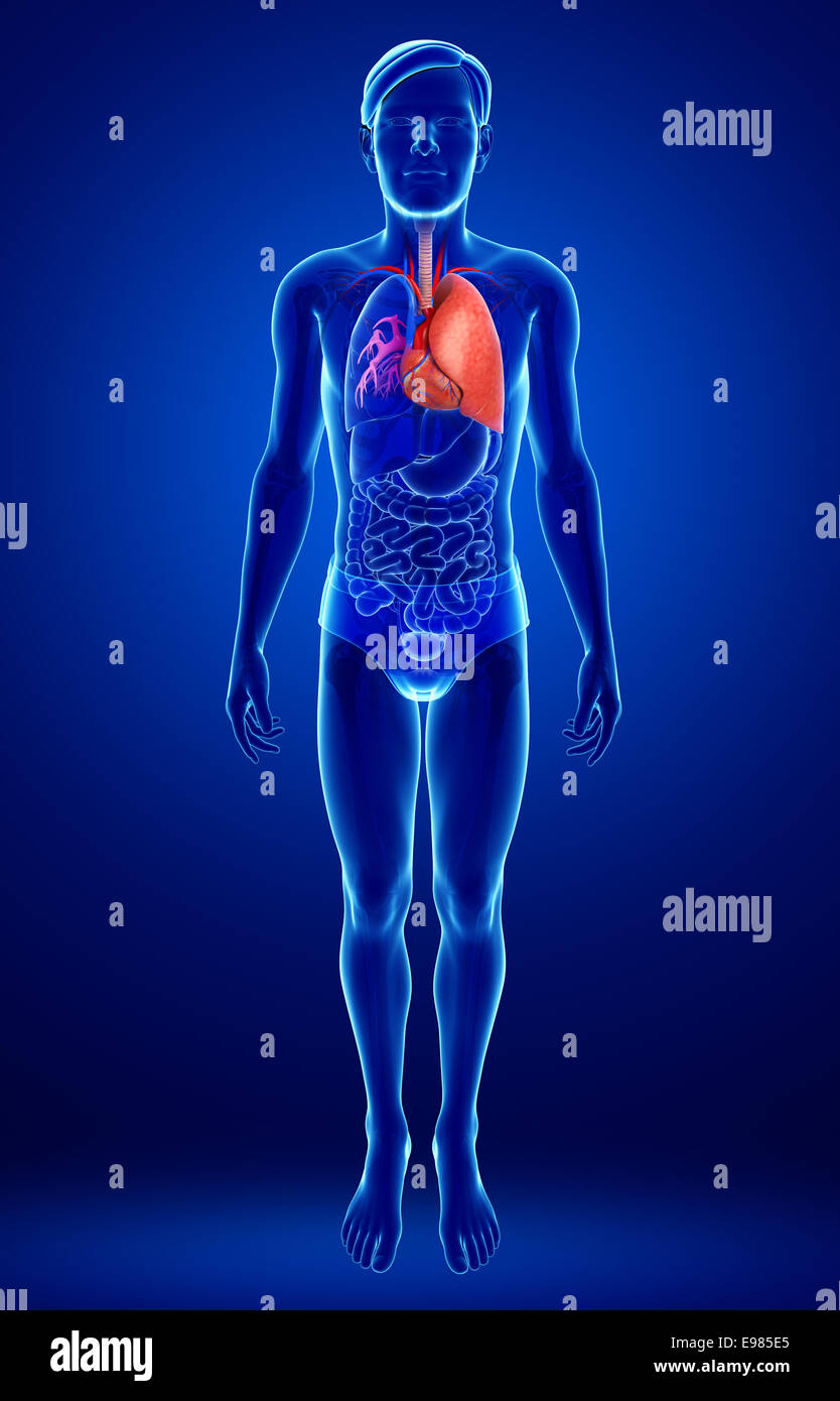 Illustration of male lungs anatomy Stock Photo - Alamy