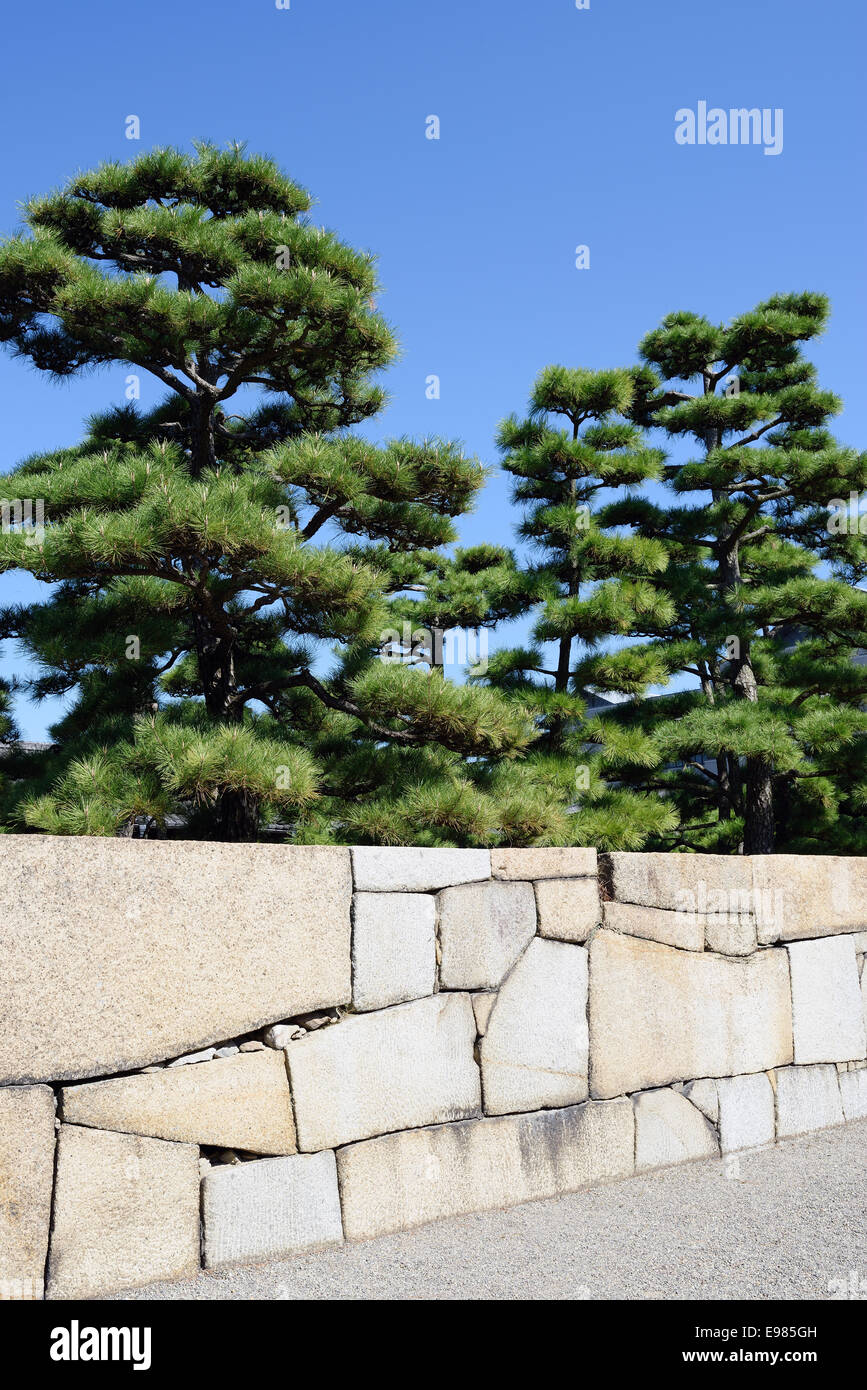 Japanese bonsai pine tree with stone wall Stock Photo