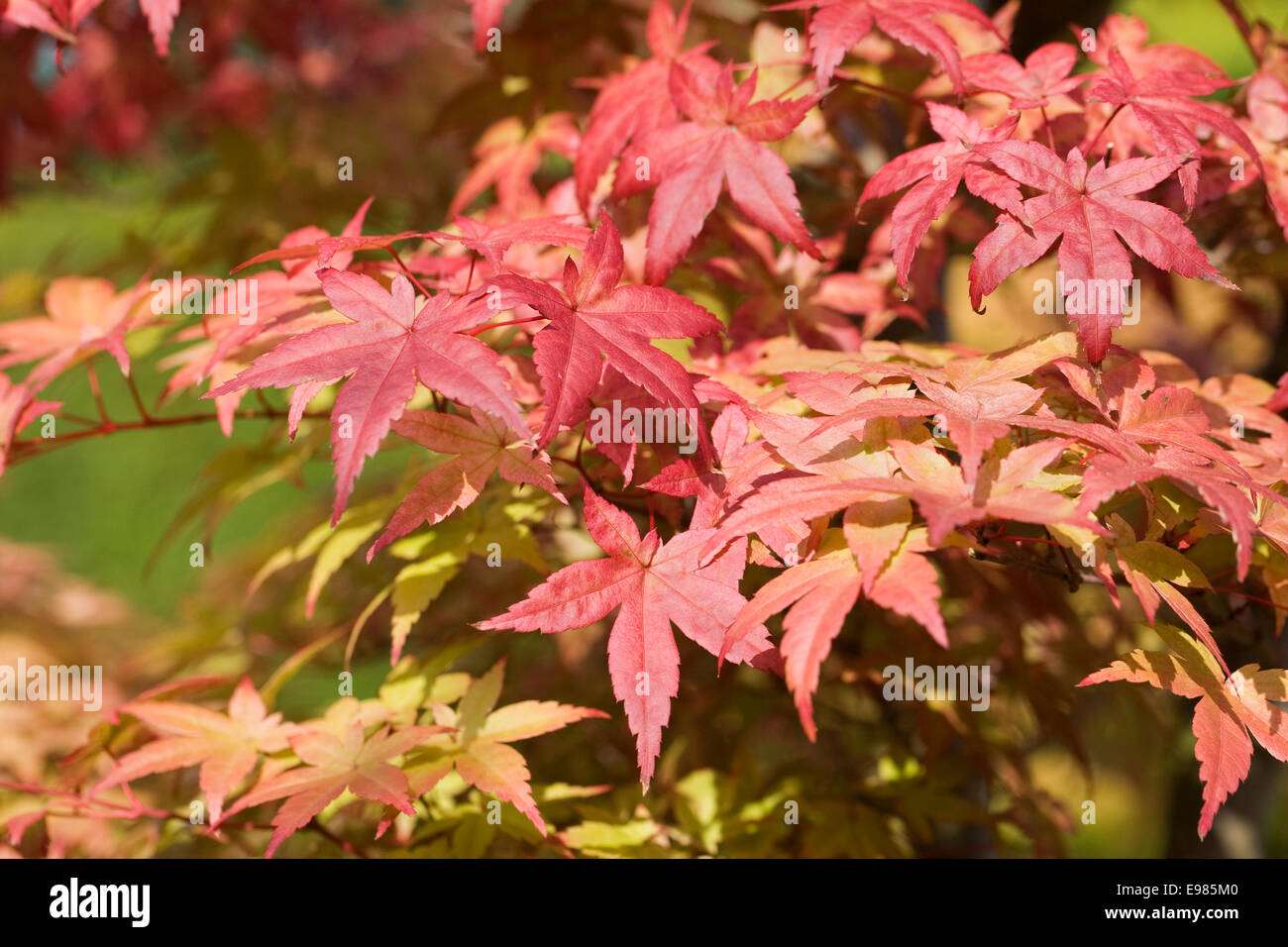 Acer palmatum 'Deshojo' leaves in Autumn. Stock Photo