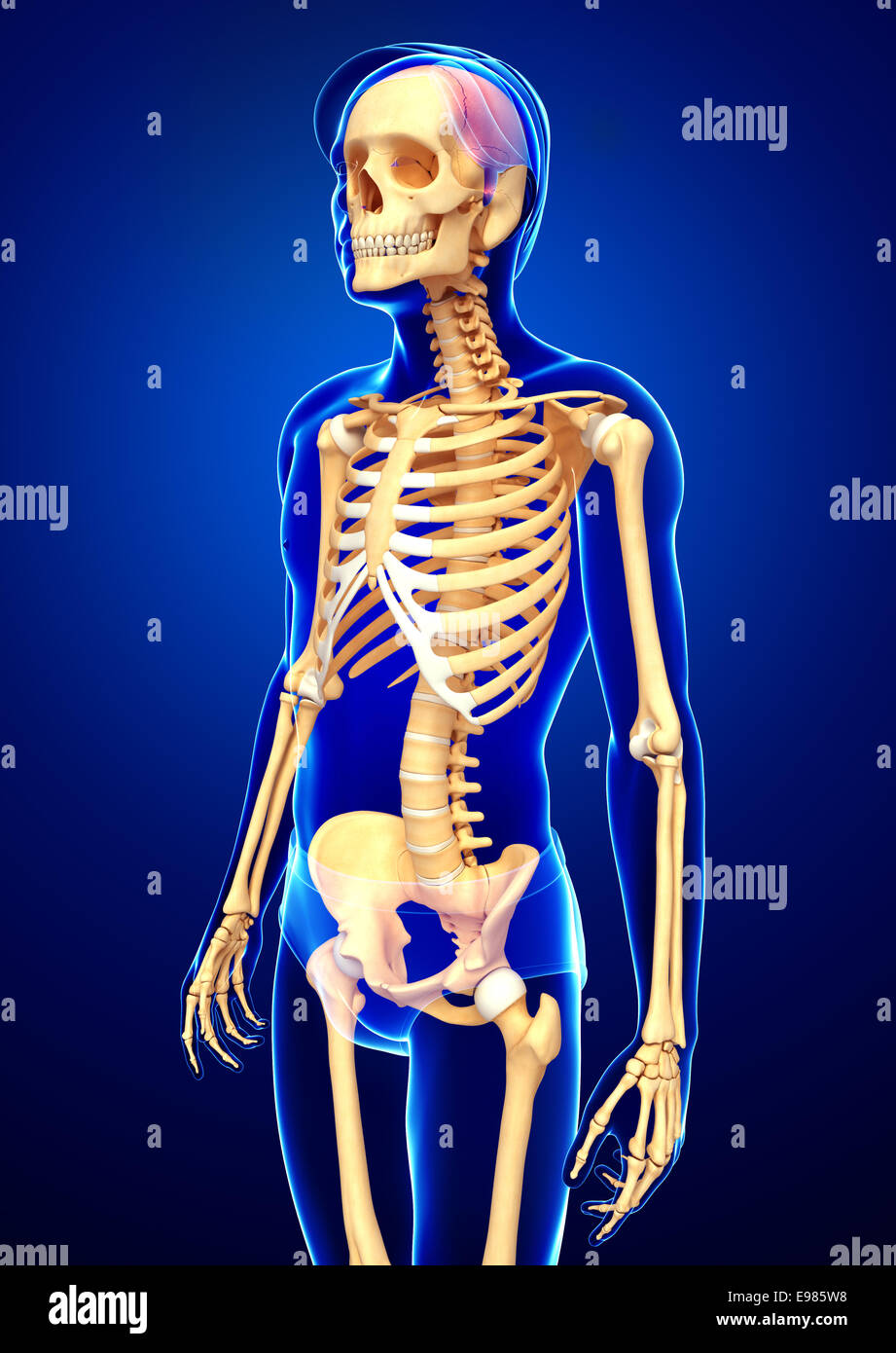 Illustration of human skeleton side view Stock Photo - Alamy