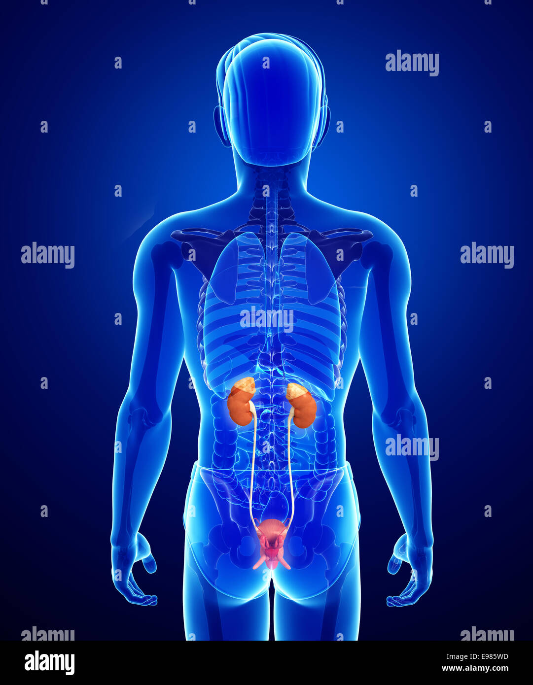 Illustration of Male urinary system Stock Photo - Alamy