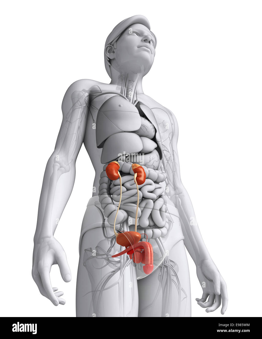 Illustration of Male urinary system Stock Photo - Alamy