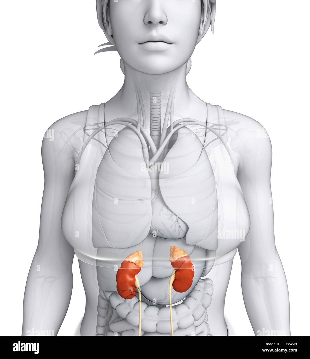 Illustration of Female urinary system Stock Photo - Alamy