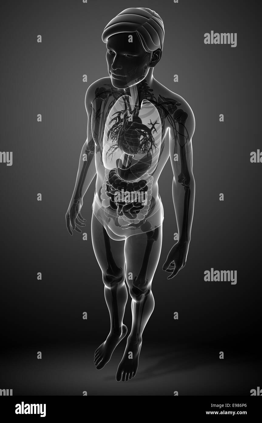 Illustration of male digestive system xray artwork Stock Photo Alamy