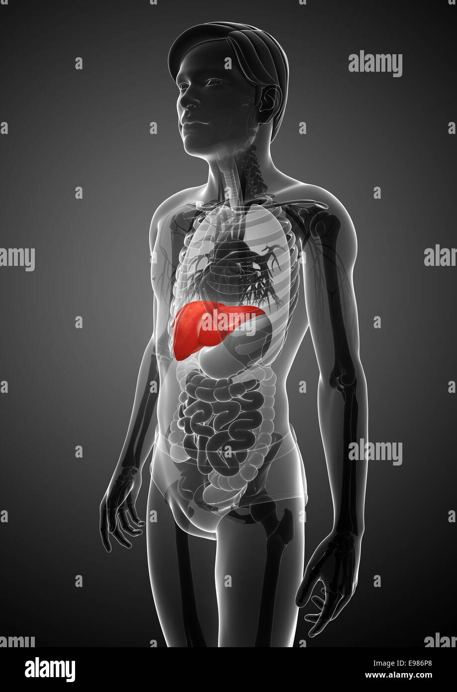 Illustration of male liver anatomy Stock Photo - Alamy