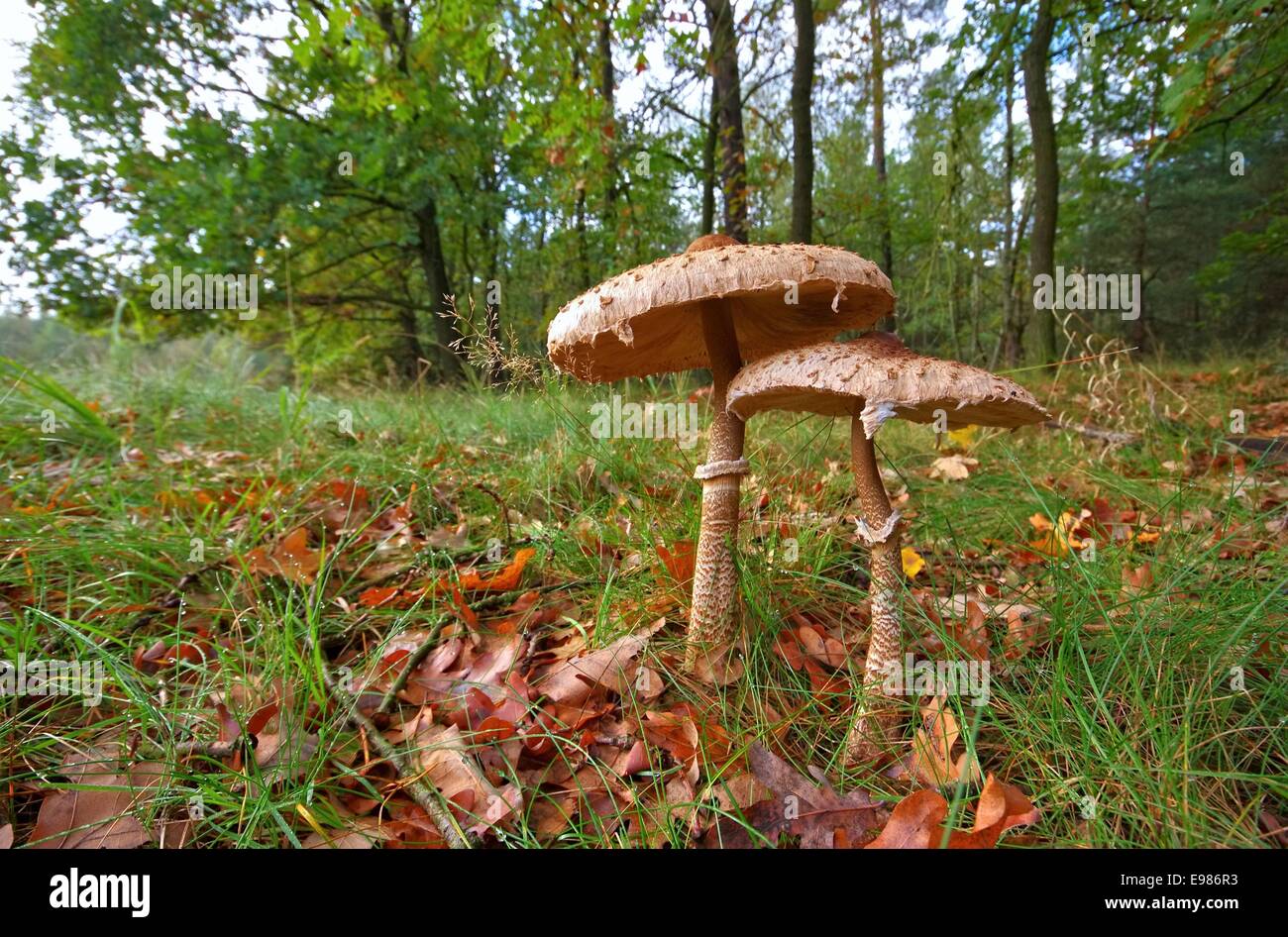 Riesenschirmpilz - Parasol mushroom 20 Stock Photo