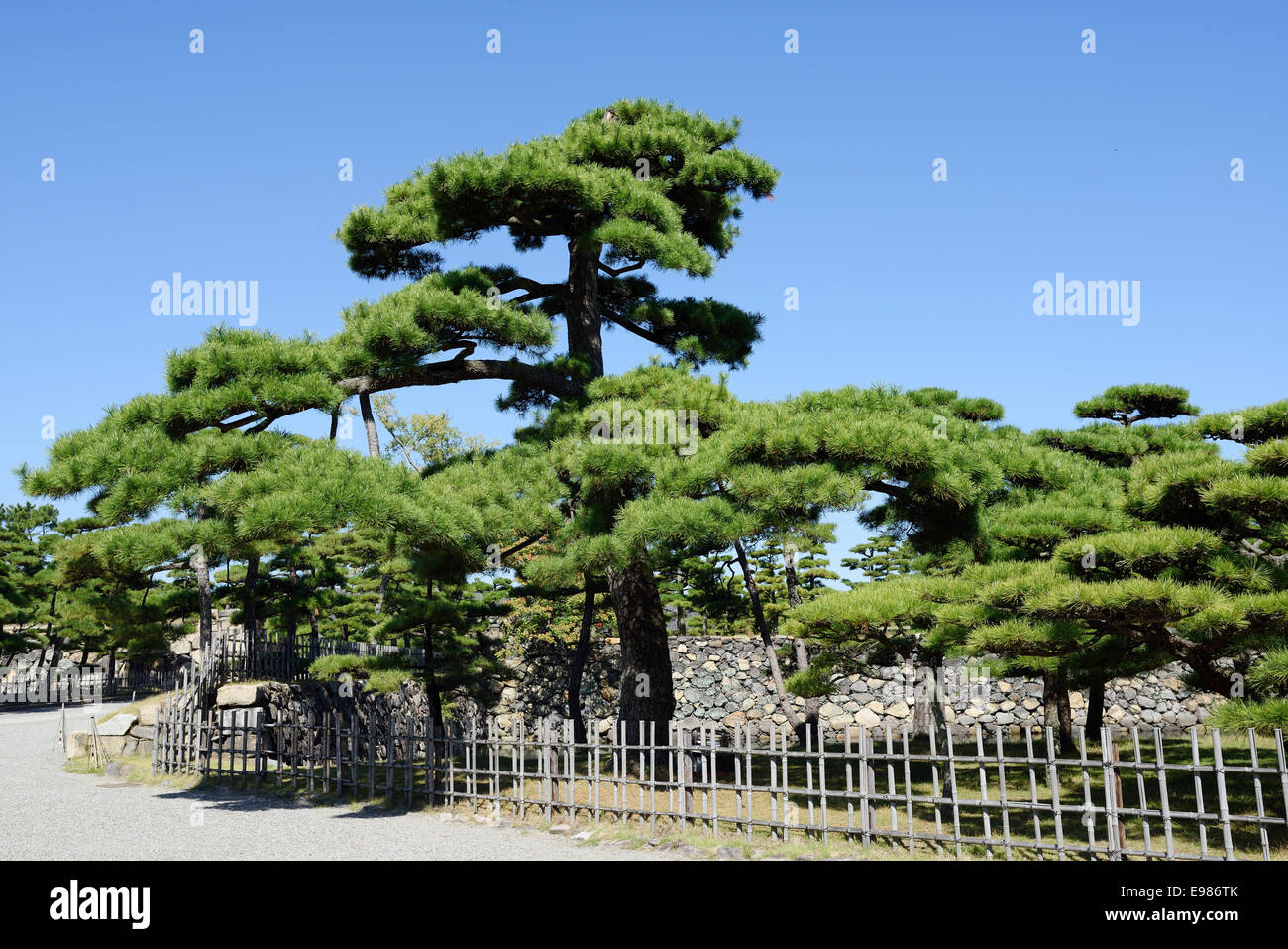 Japanese garden with pine trees against a clear blue sky Stock Photo