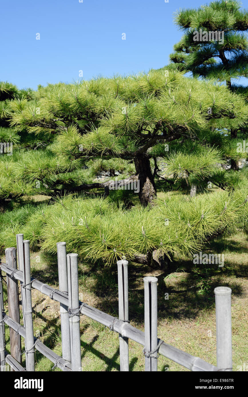 Japanese bonsai pine tree in Japanese garden Stock Photo
