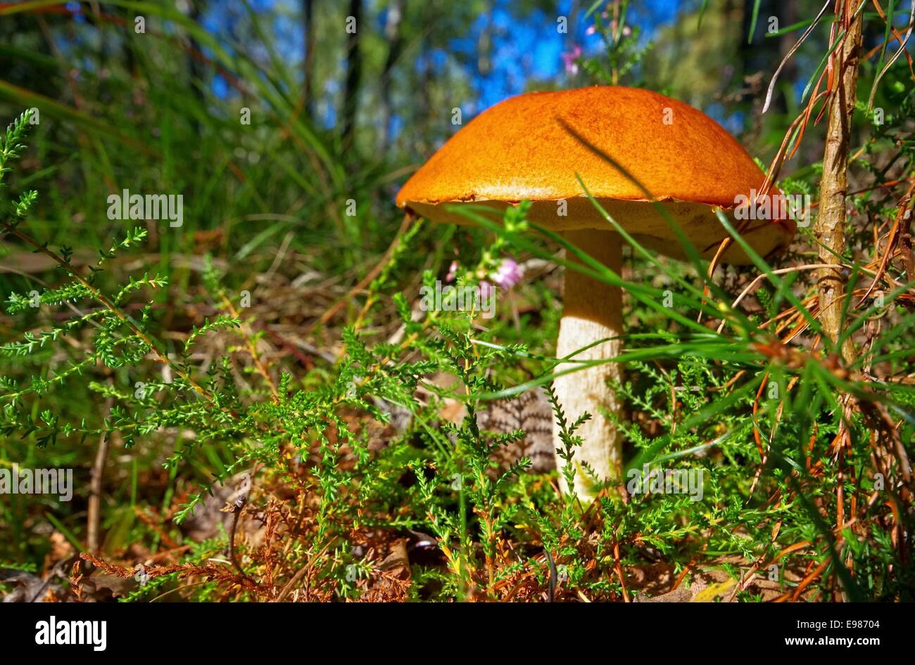 Rotkappe red cap mushroom 10 Stock Photo Alamy