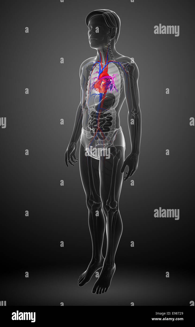 Illustration of Male heart anatomy Stock Photo - Alamy