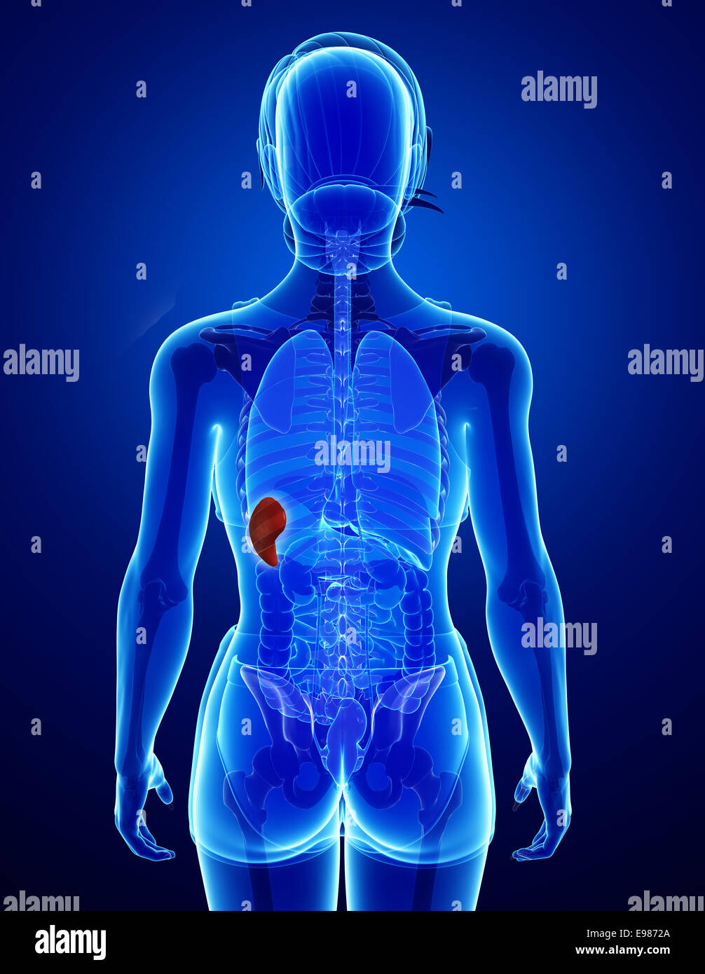 Illustration of Female spleen anatomy Stock Photo - Alamy