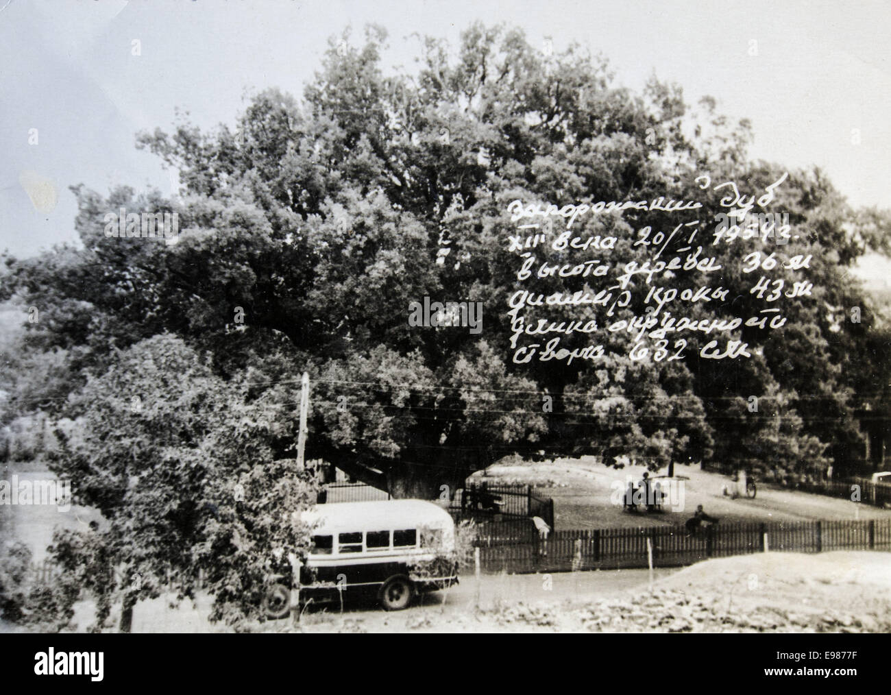 Zaporozhye oak 18th century, tree height 36 m, crown diameter of 43 m, the length of trunk circumference 632 cm, Zaporozhye, Ukraine, January 20, 1954. 11th Oct, 2014. Reproduction of antique photo © Igor Golovniov/ZUMA Wire/ZUMAPRESS.com/Alamy Live News Stock Photo