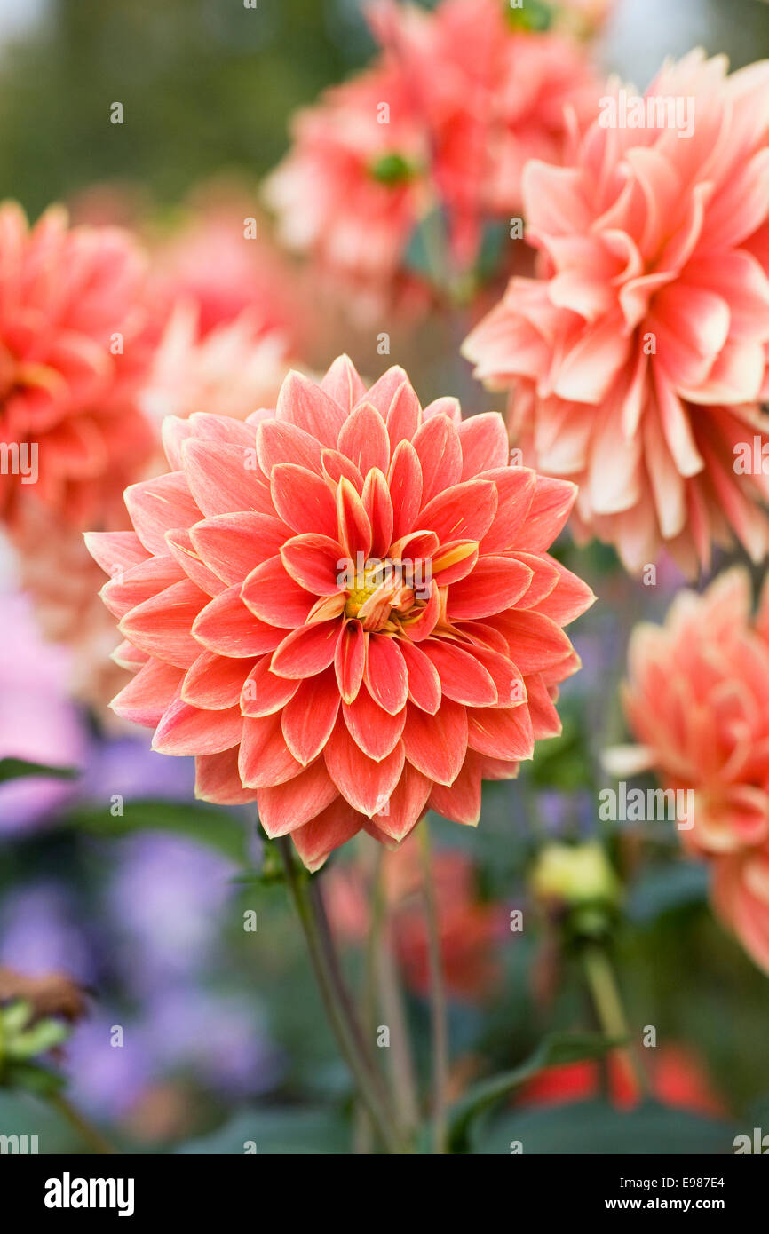 Dahlias flower flowers petal hi-res stock photography and images - Alamy
