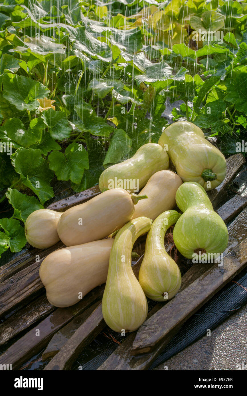 rain-falling-on-home-grown-summer-squashes-stock-photo-alamy