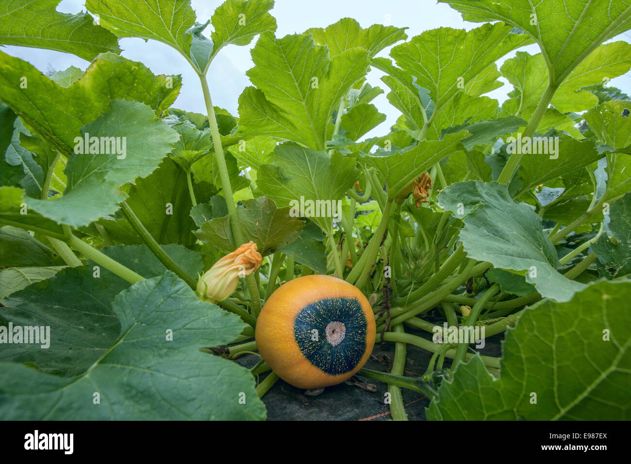 Yellow squash hi-res stock and images - Alamy