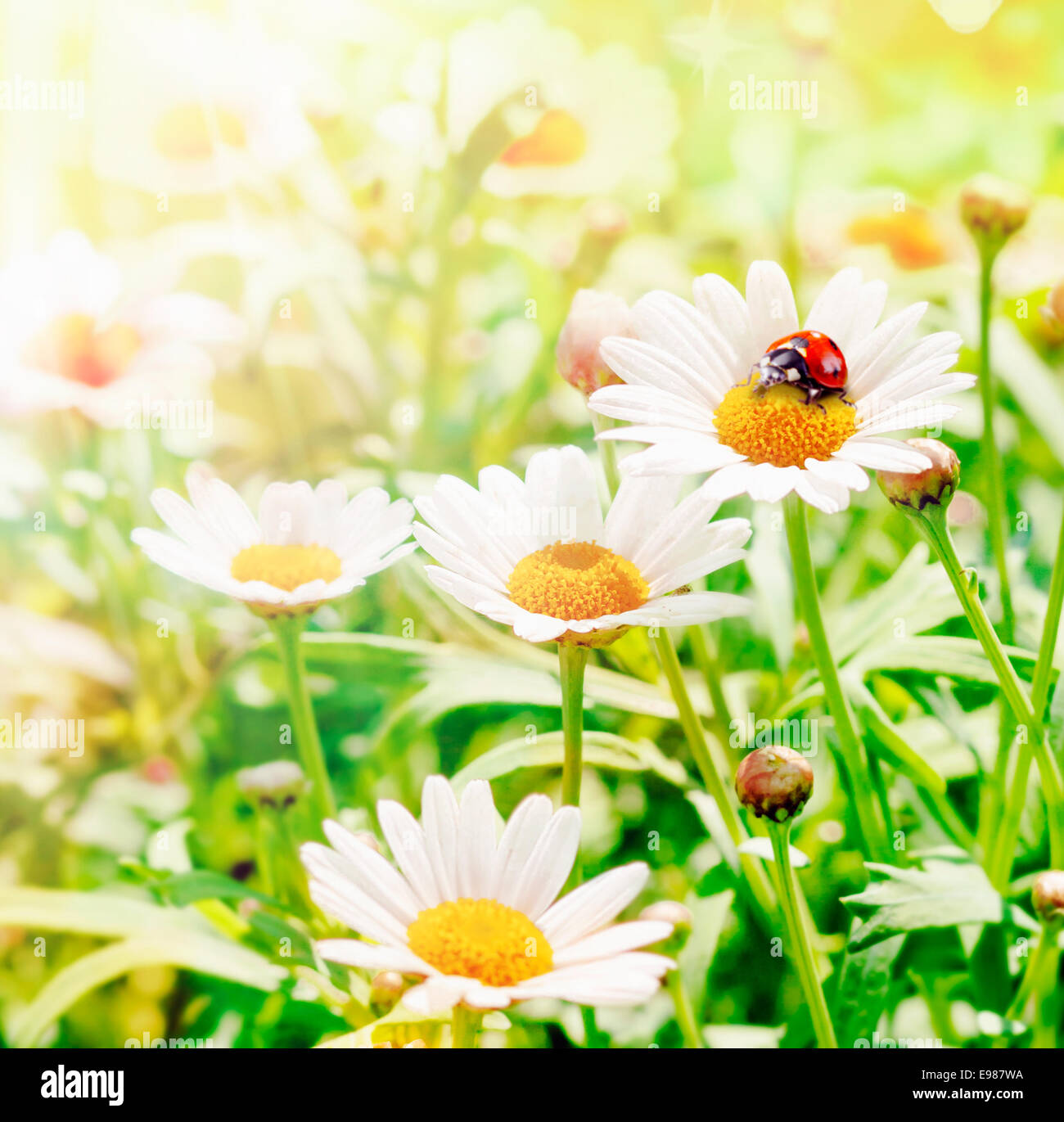 Ladybug Flower Hopper on daisies at springtime Stock Photo