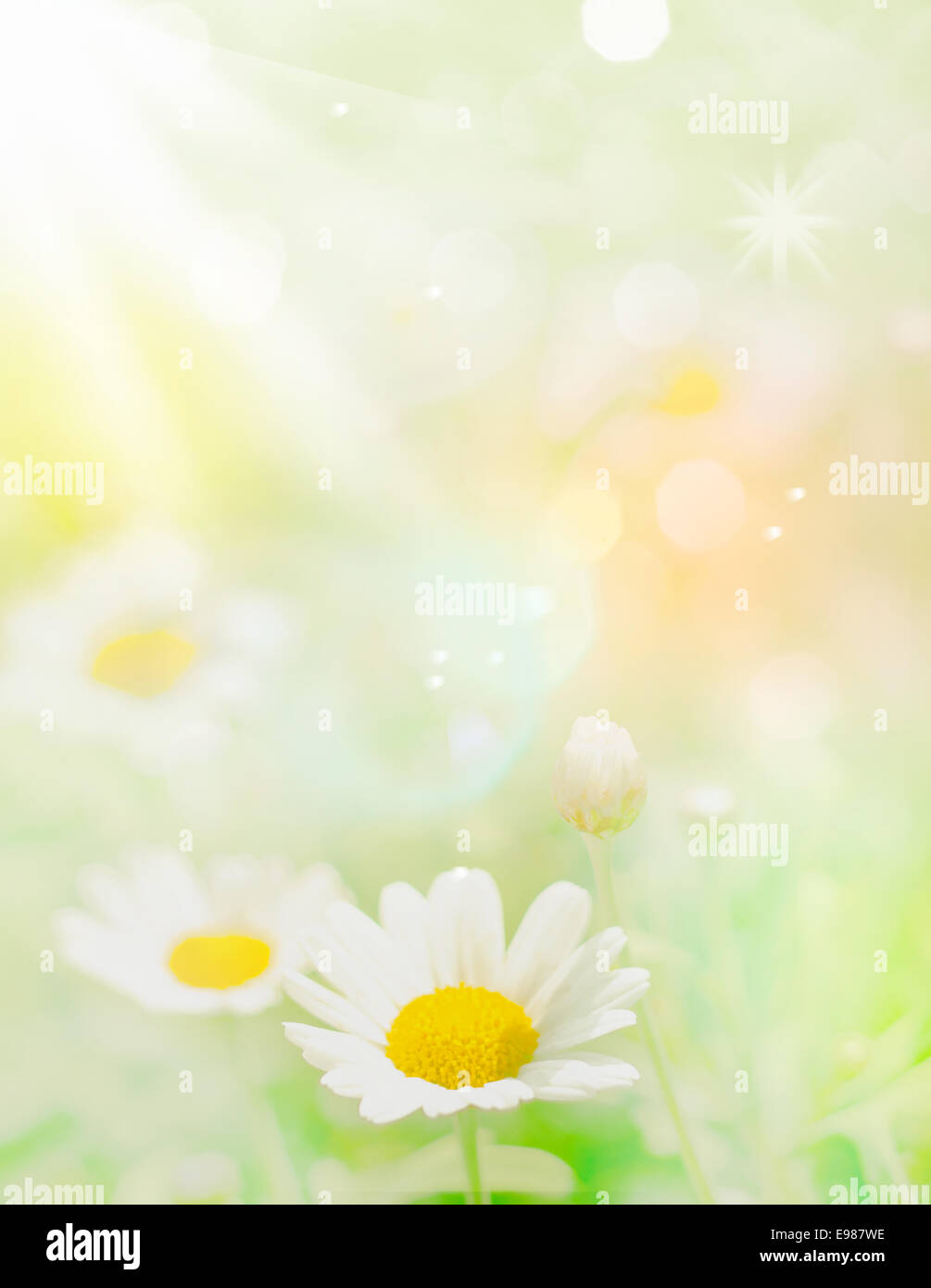 Blurry Flowers with pastel colors and defocused elements for floral concepts Stock Photo