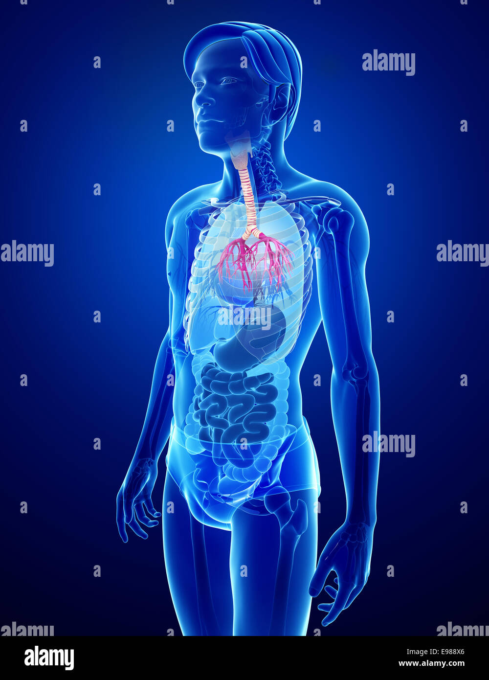 Illustration of male throat anatomy Stock Photo Alamy